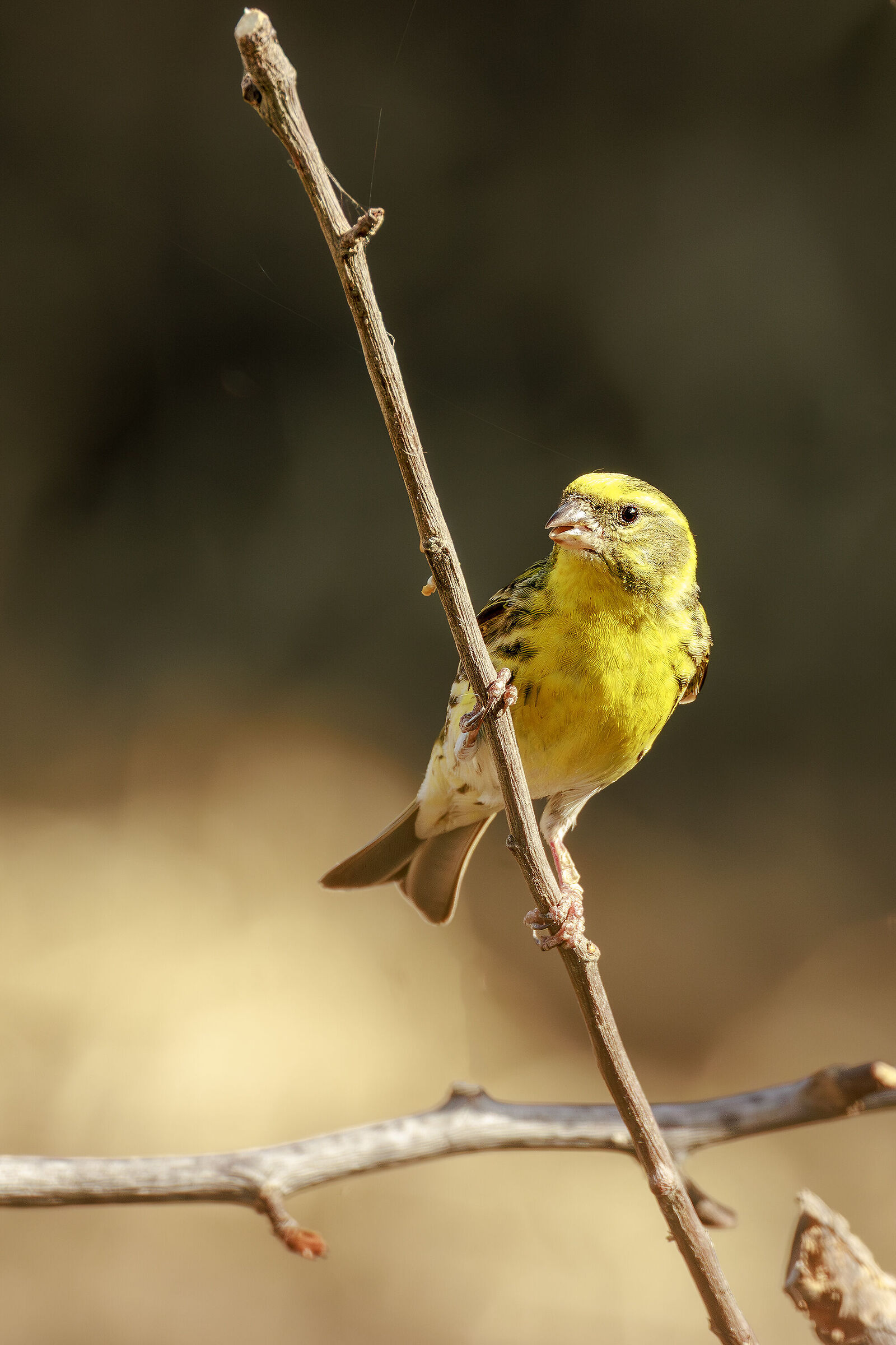 Zigolo giallo