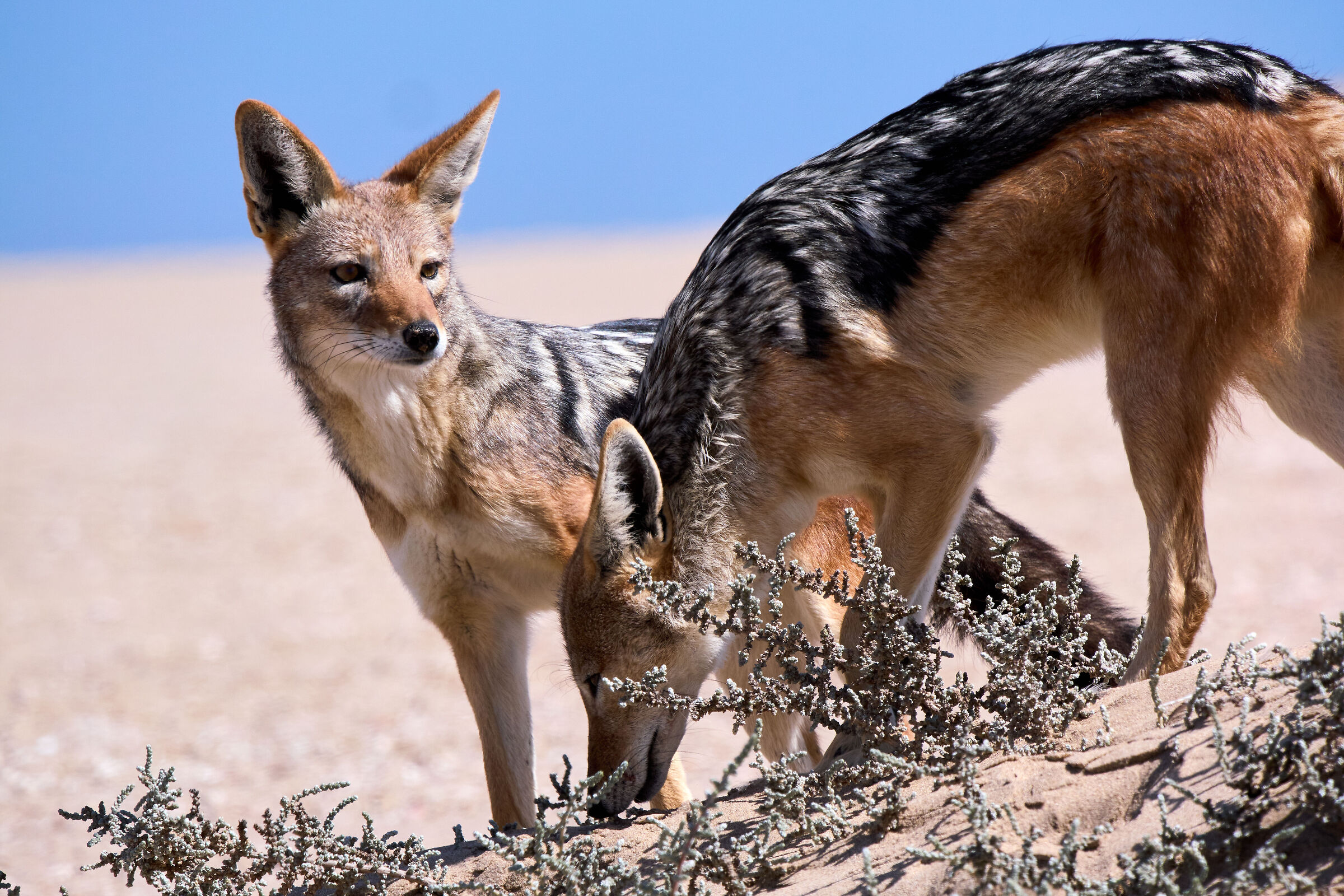 Sciacalli, Sandwich Harbour, Namibia
