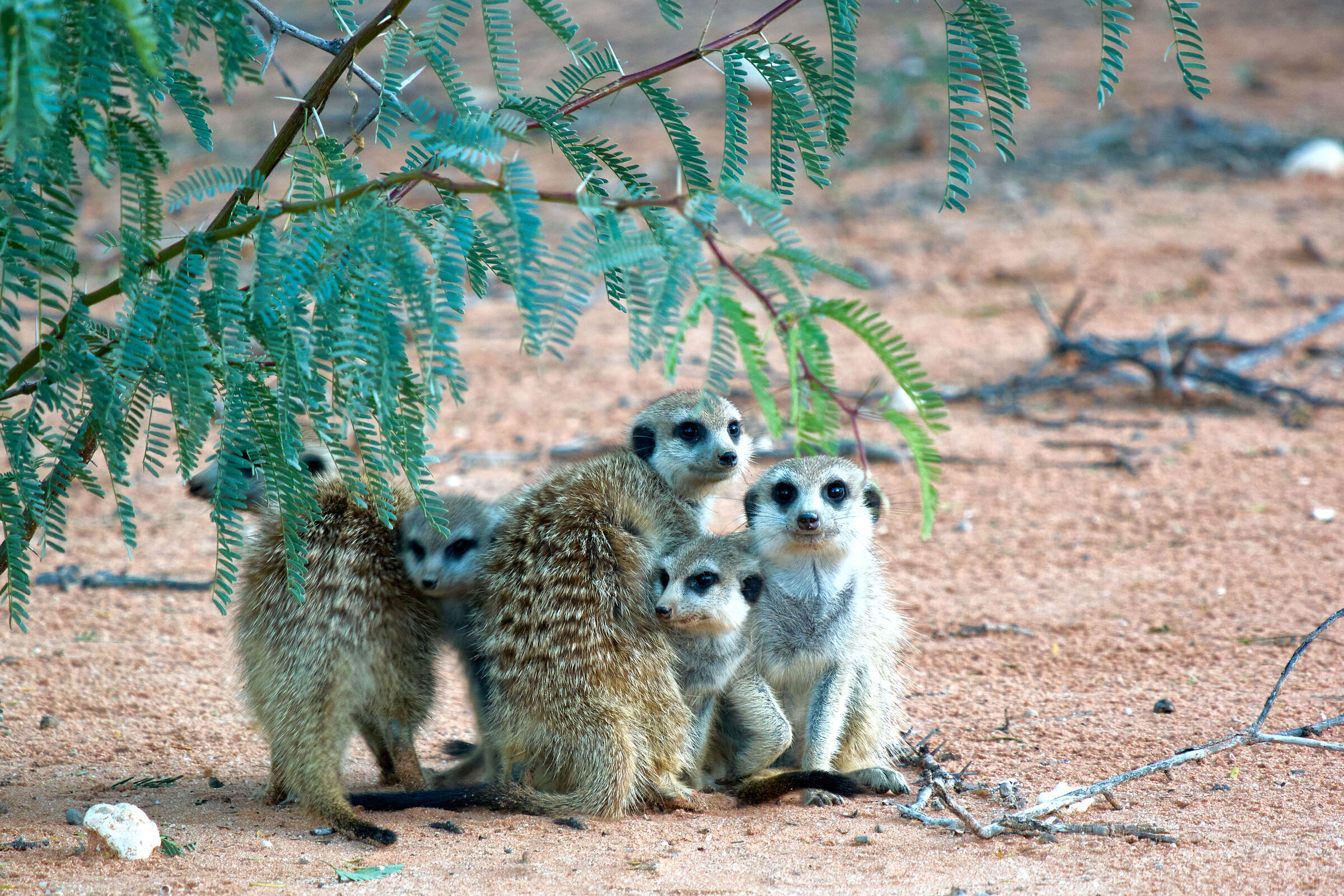 Famiglia di suricati, Kalahari, Sudafrica