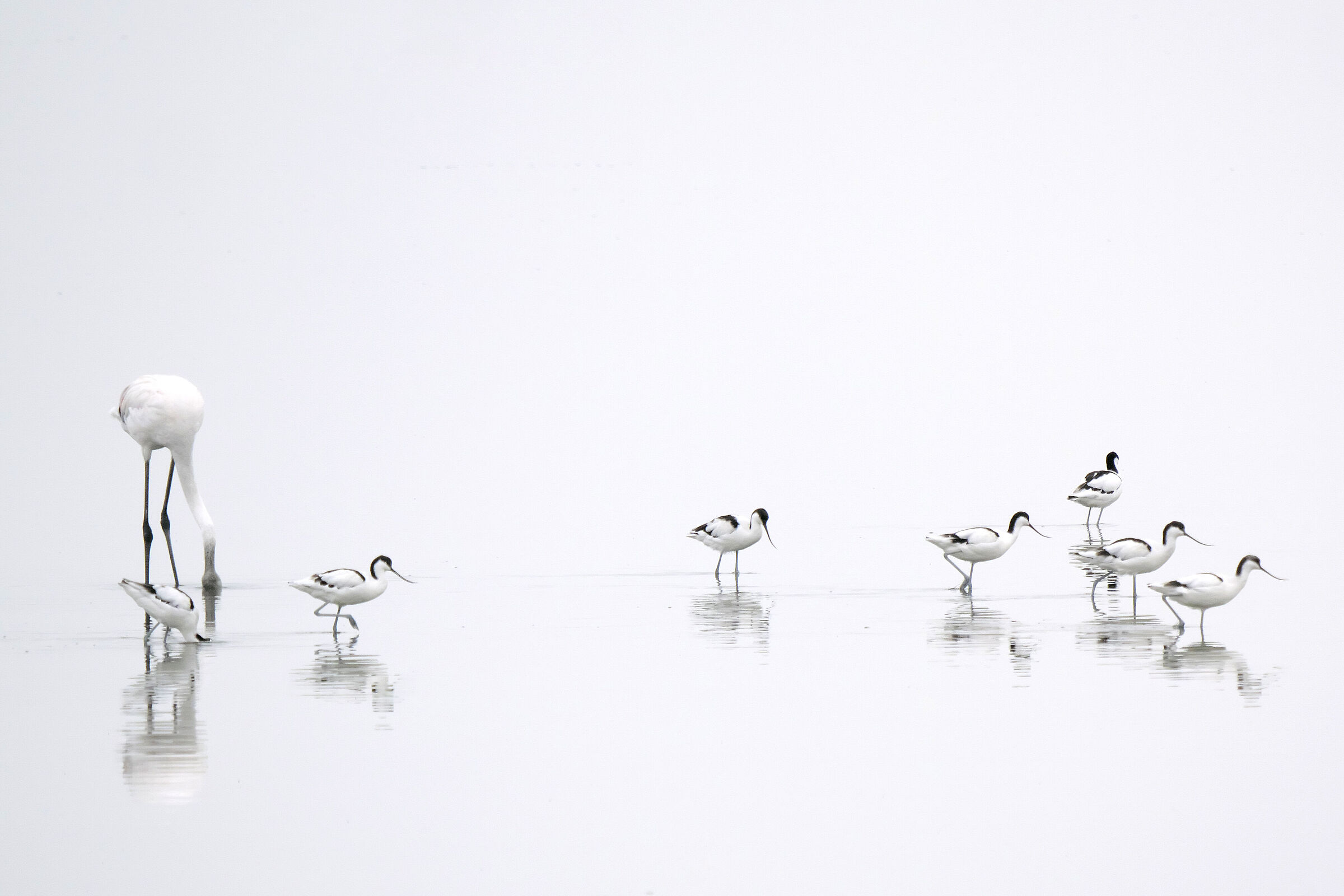 Avocette; Sandwich Harbour, Namibia