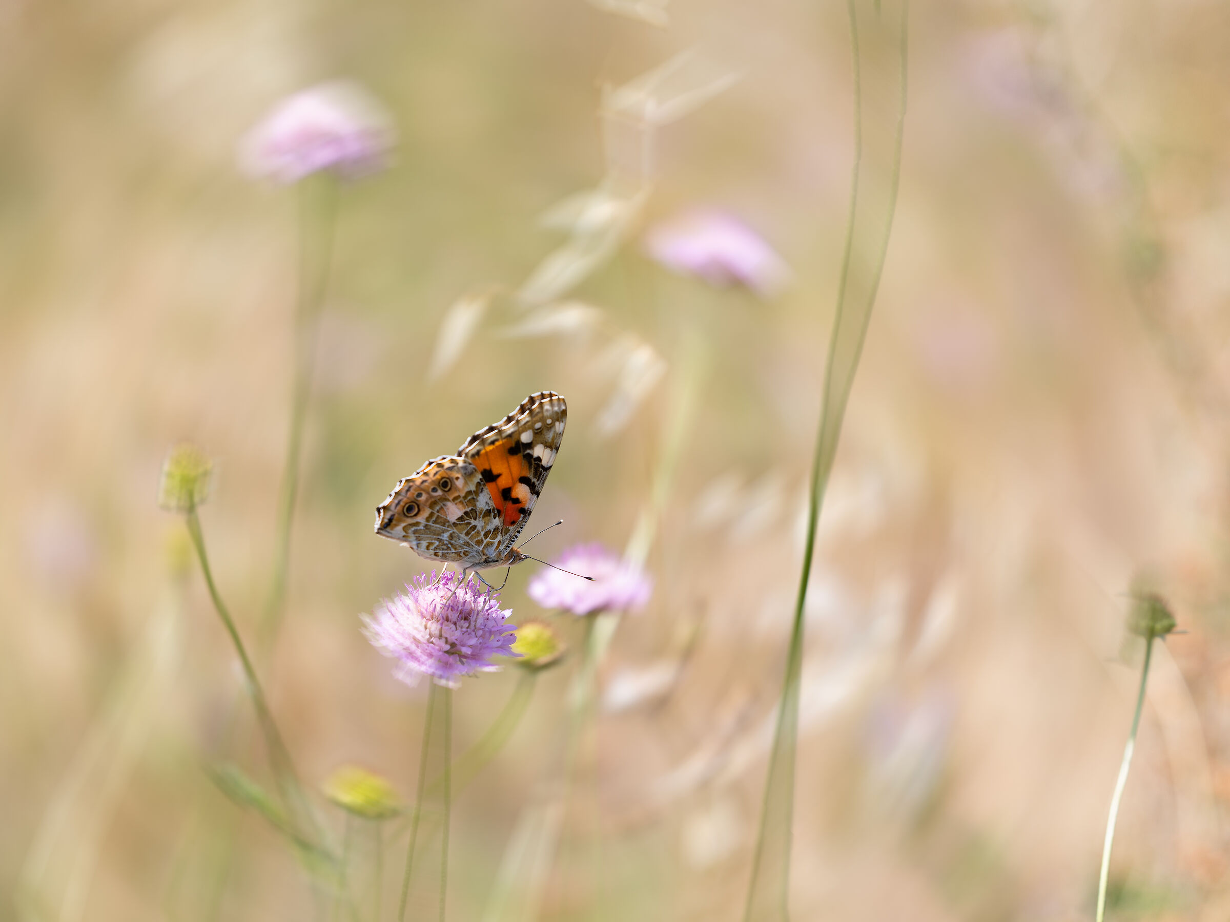 Field of flowers with butterfly