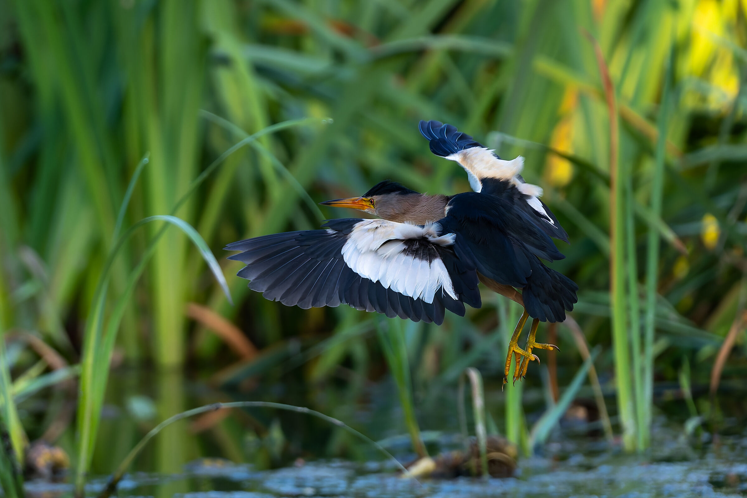 Little Bittern - Pesio Valley - Piedmont