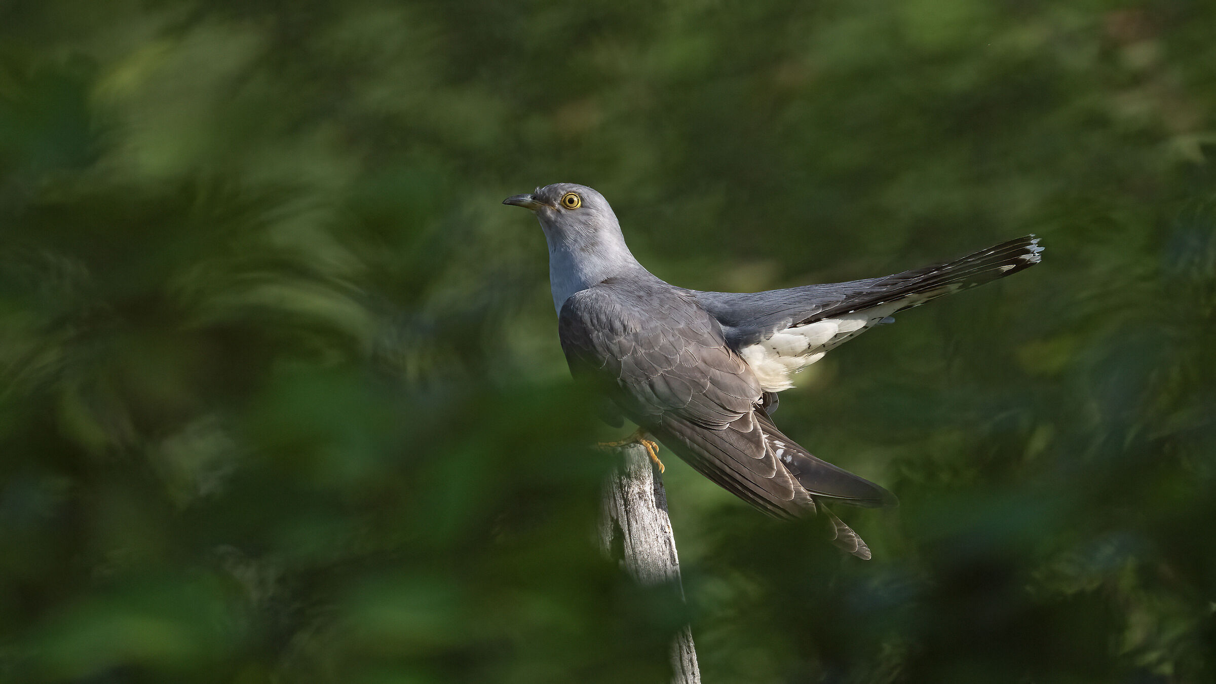 Cuckoo (Cuculus canorus)