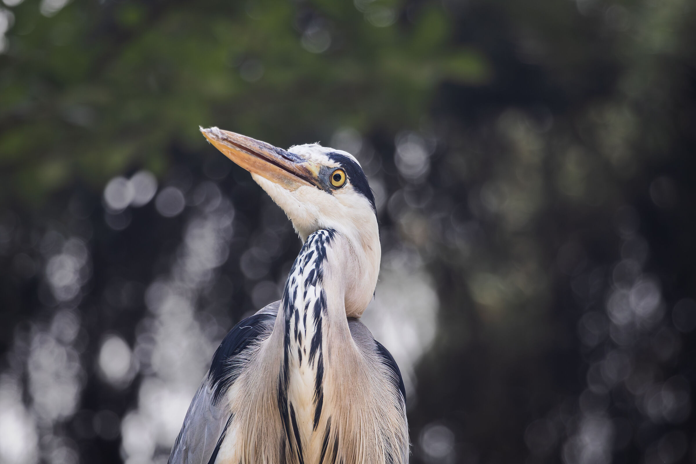 close-up of a Grey Heron (Ardea Cinerea)