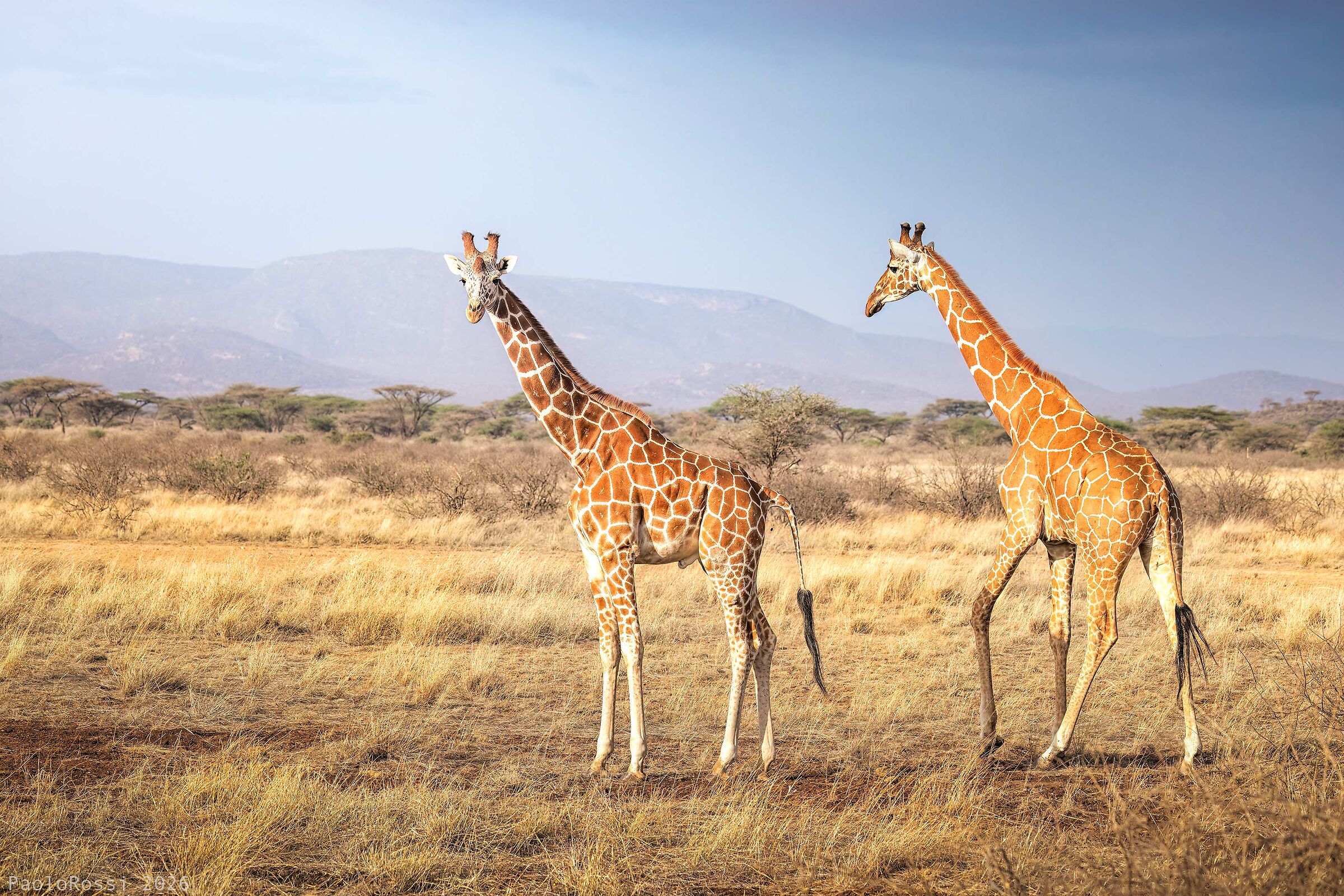 Le due giraffe...