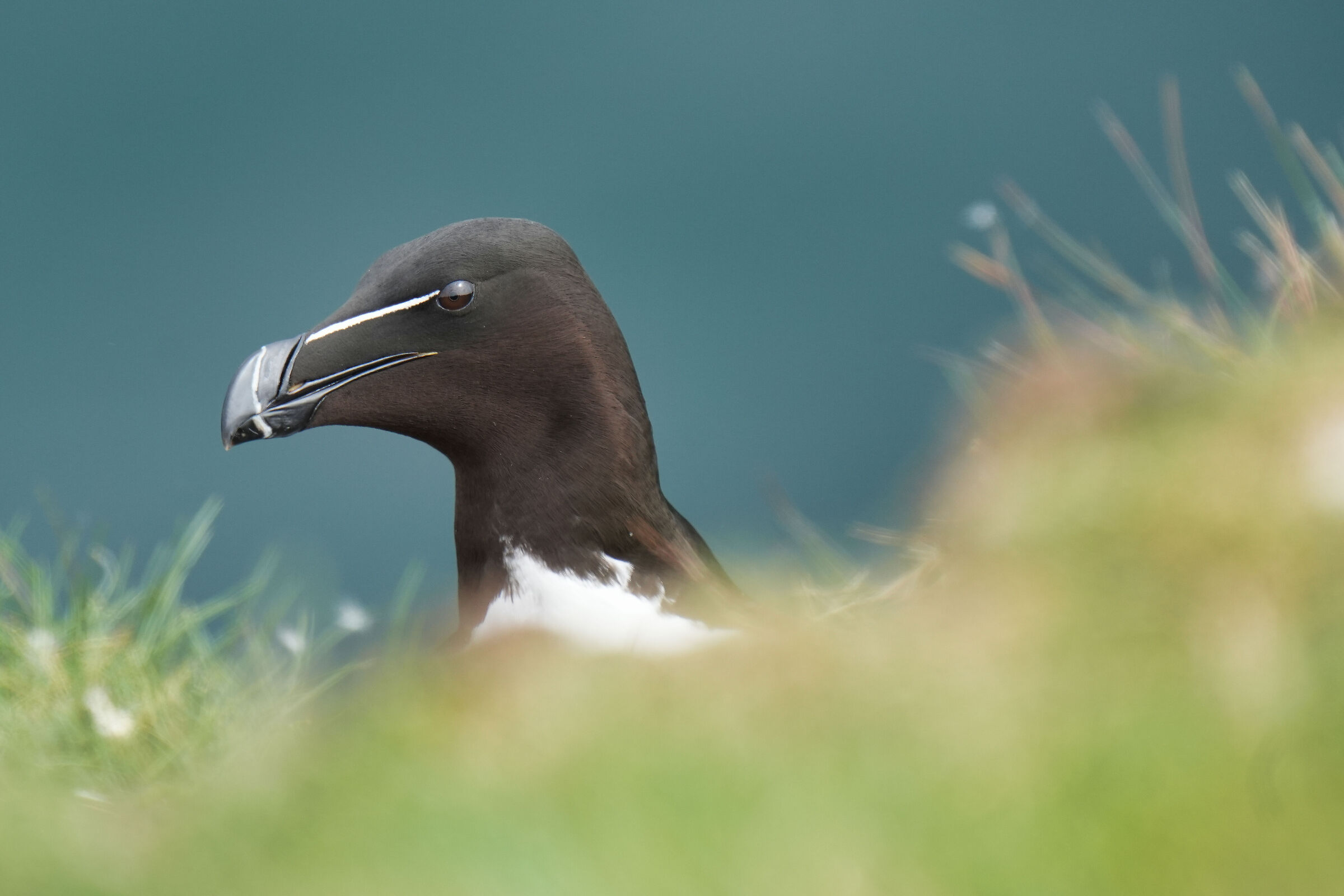 Magpie
