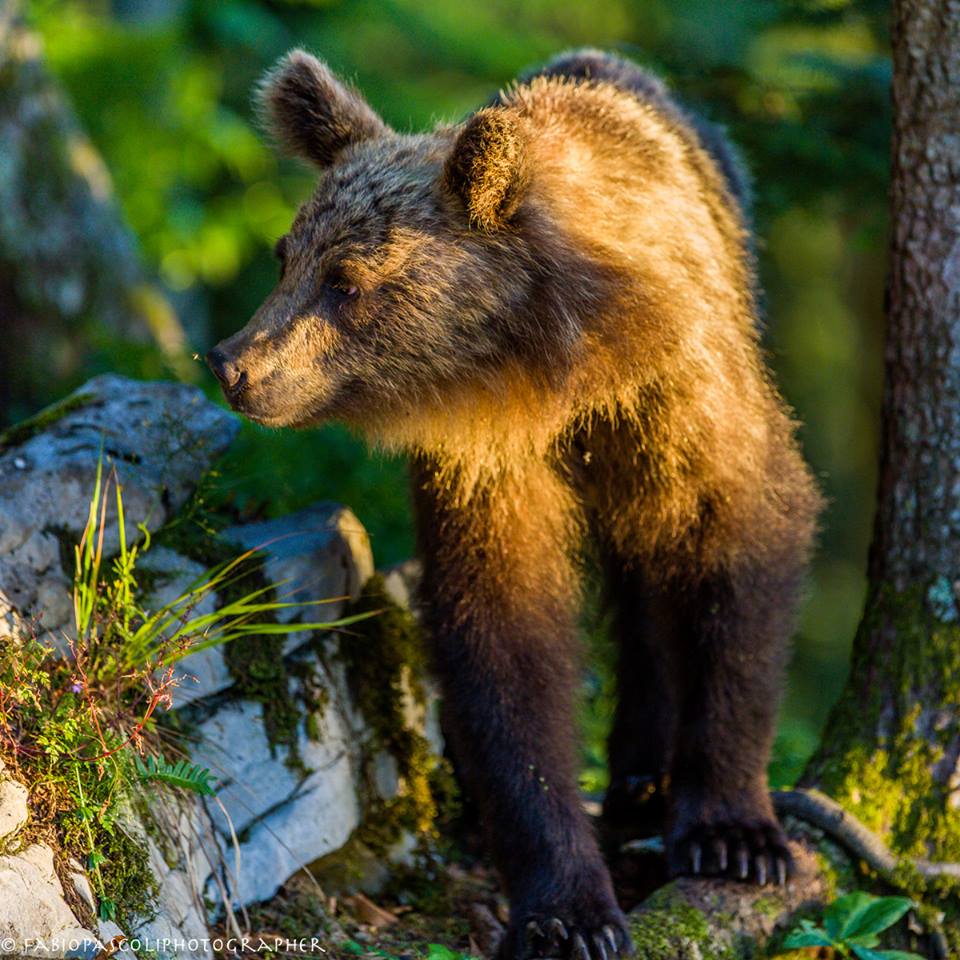 Ursus Arctos Sloveno
