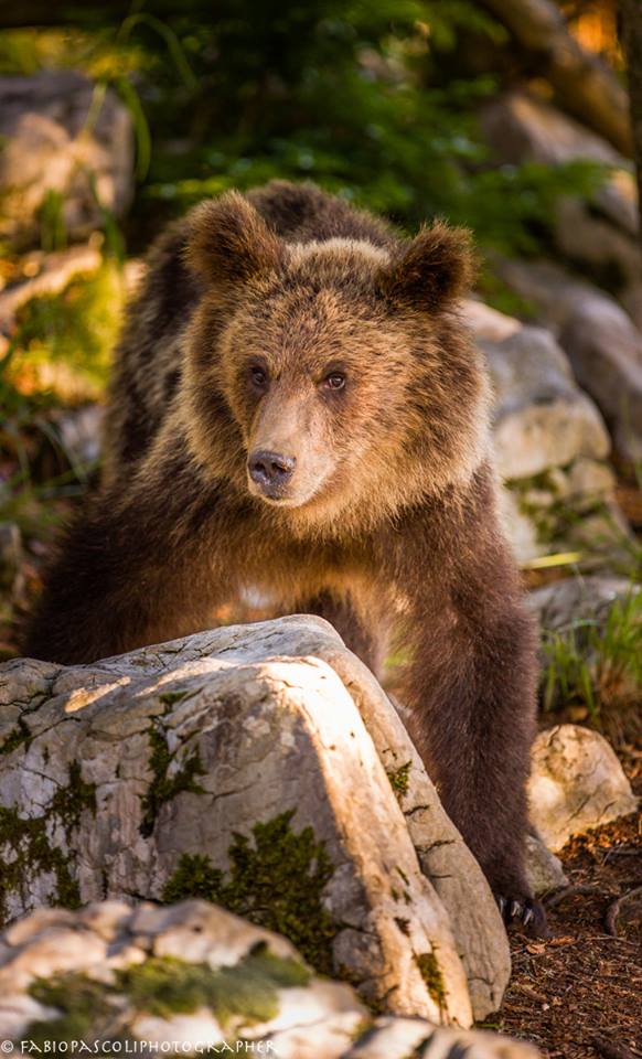 Ursus Arctos Sloveno