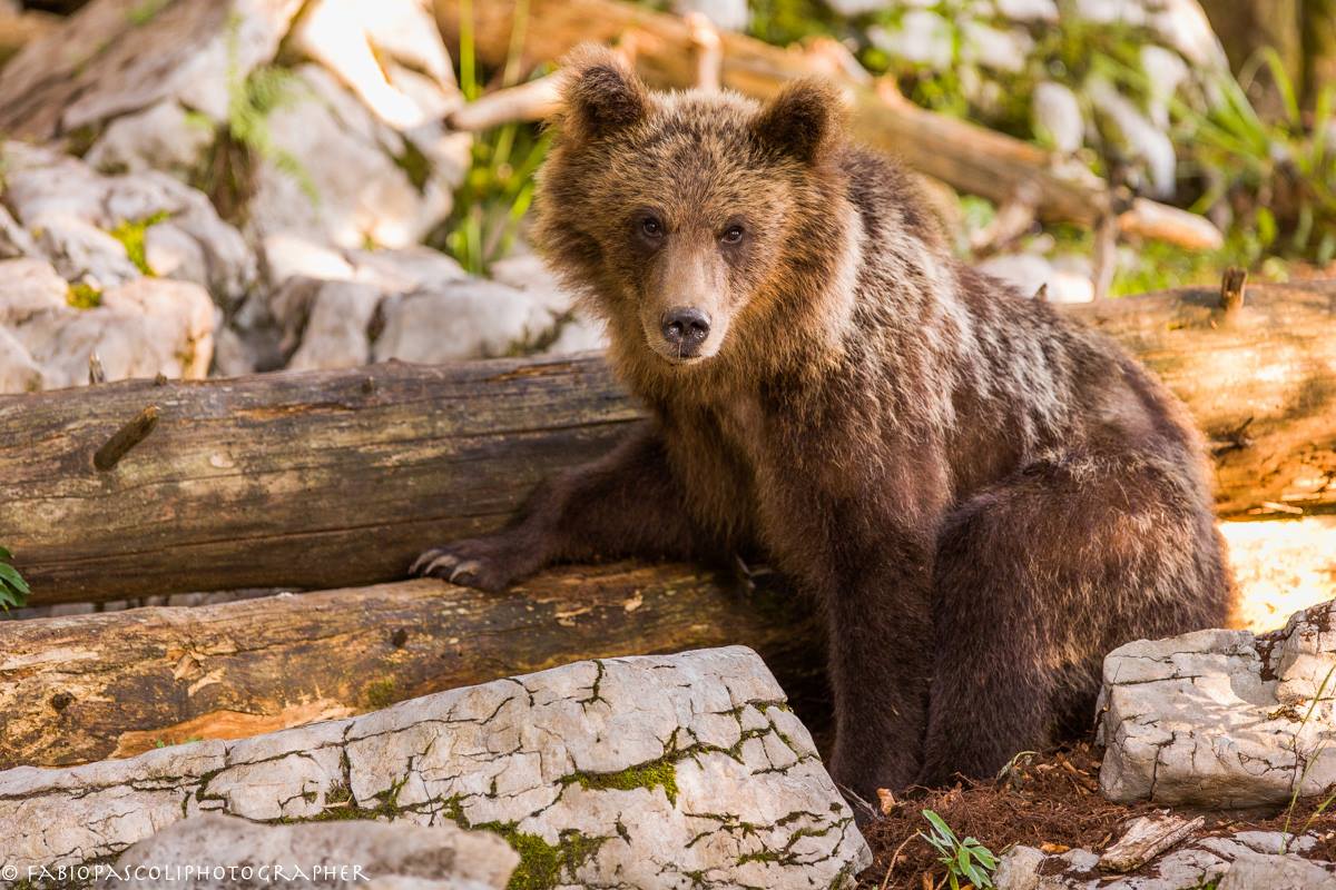 Ursus Arctos Sloveno