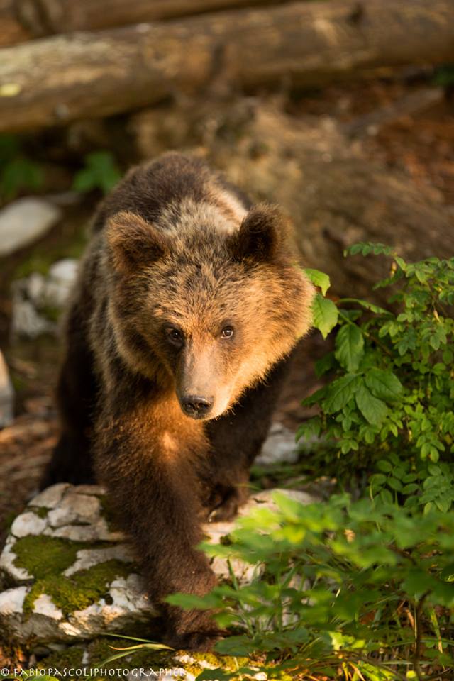 Ursus Arctos Sloveno