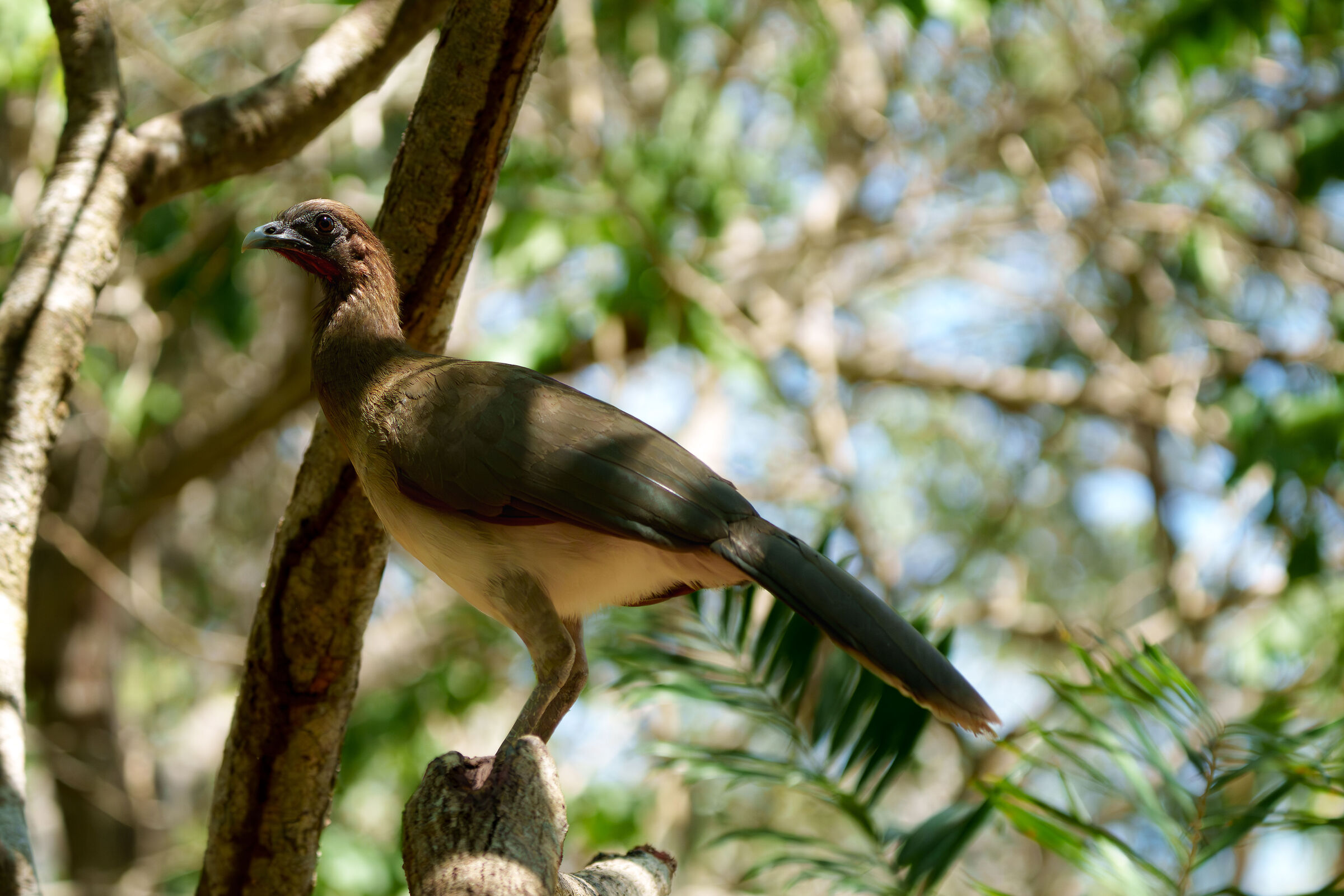 Chachalaca Colombia 2026