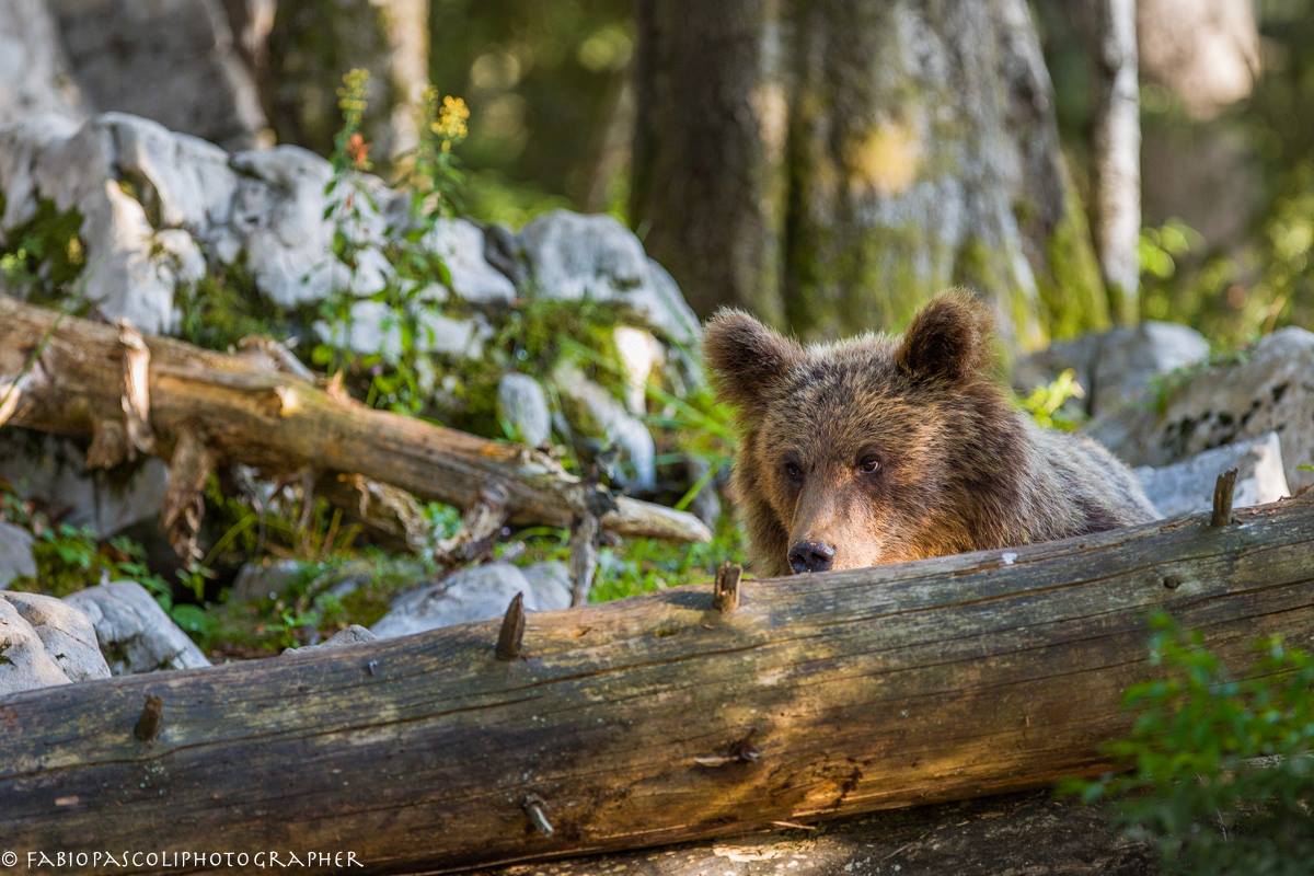 Ursus Arctos Sloveno