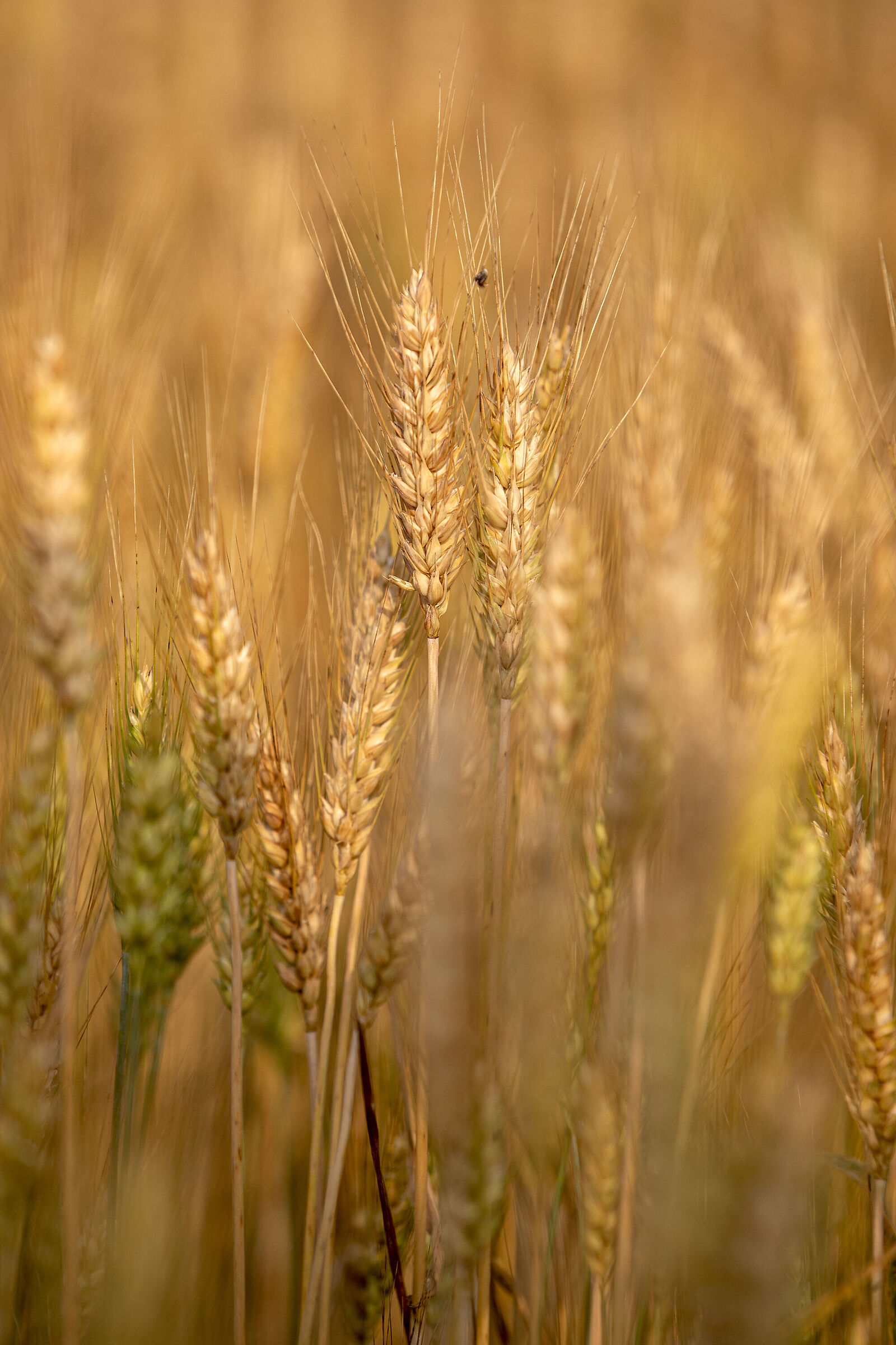 L'ora del grano