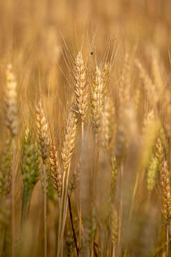 Campagna