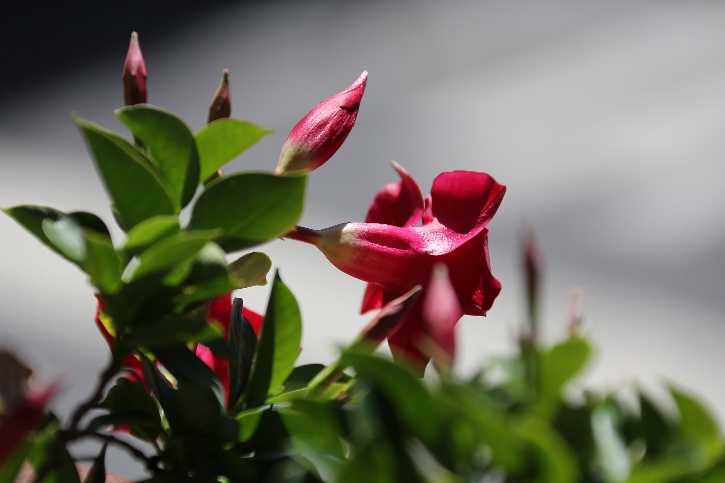 Dipladenia