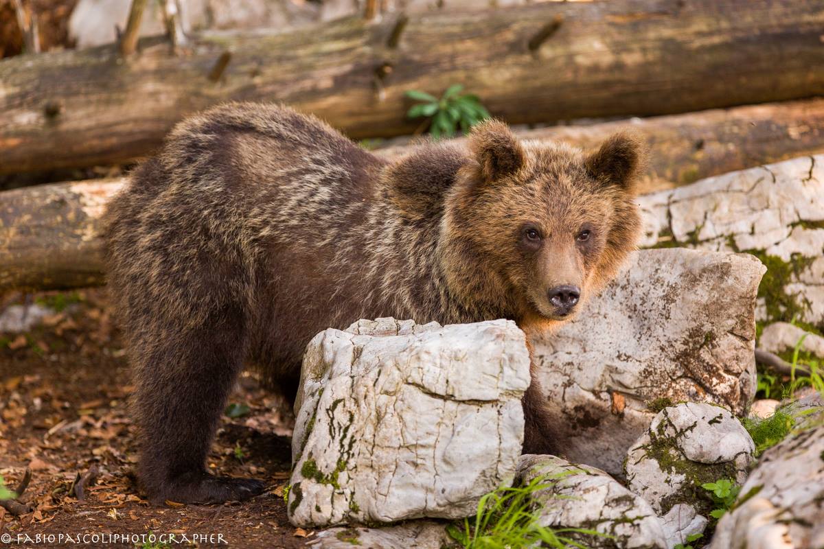 Ursus Arctos Sloveno