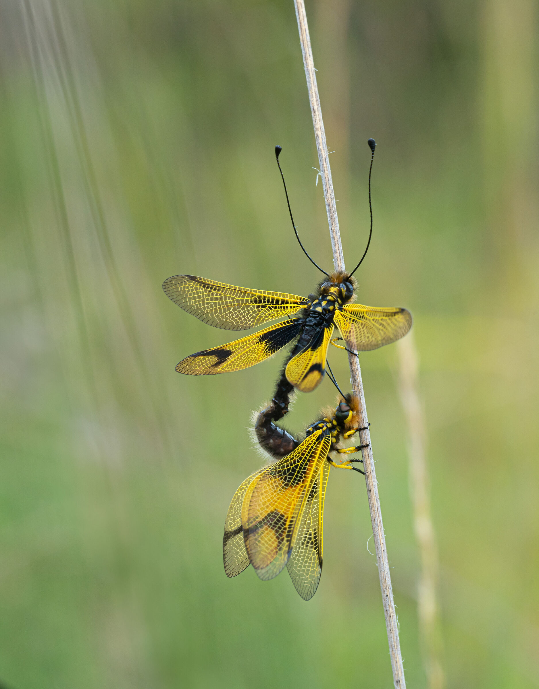 Libelloides macaronius