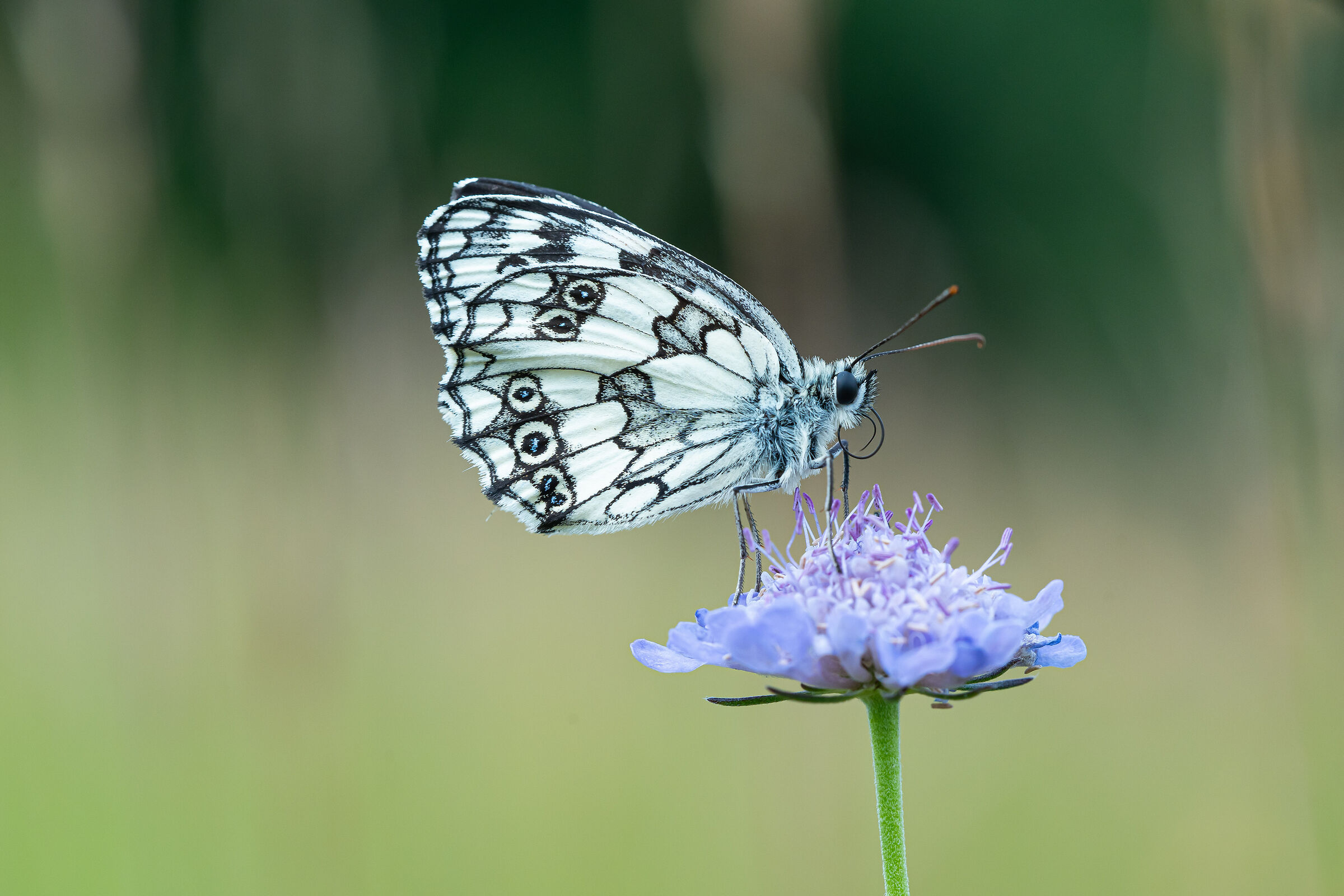 Melanargia galathea