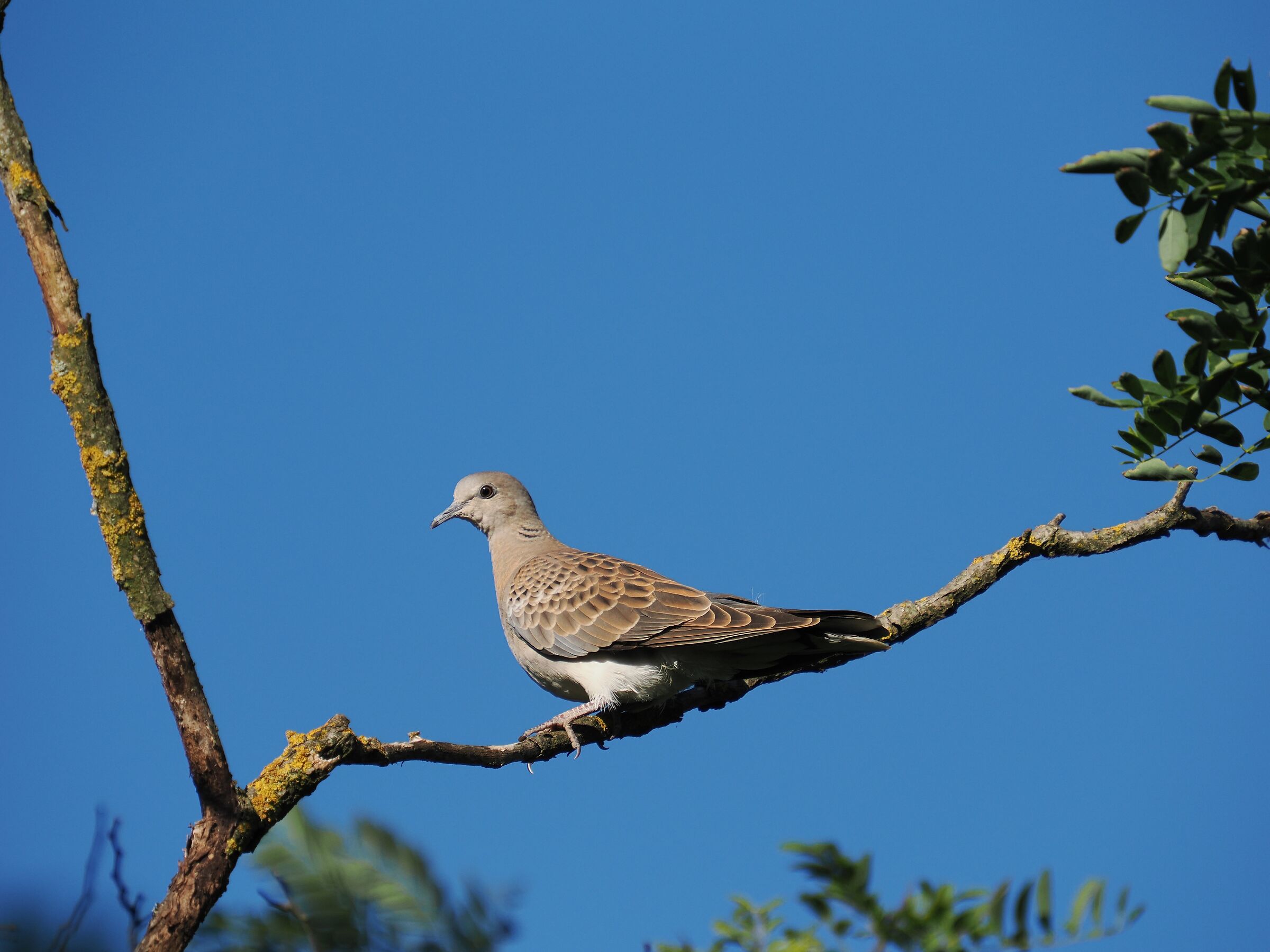 Turtledove (Streptopelia turtur)