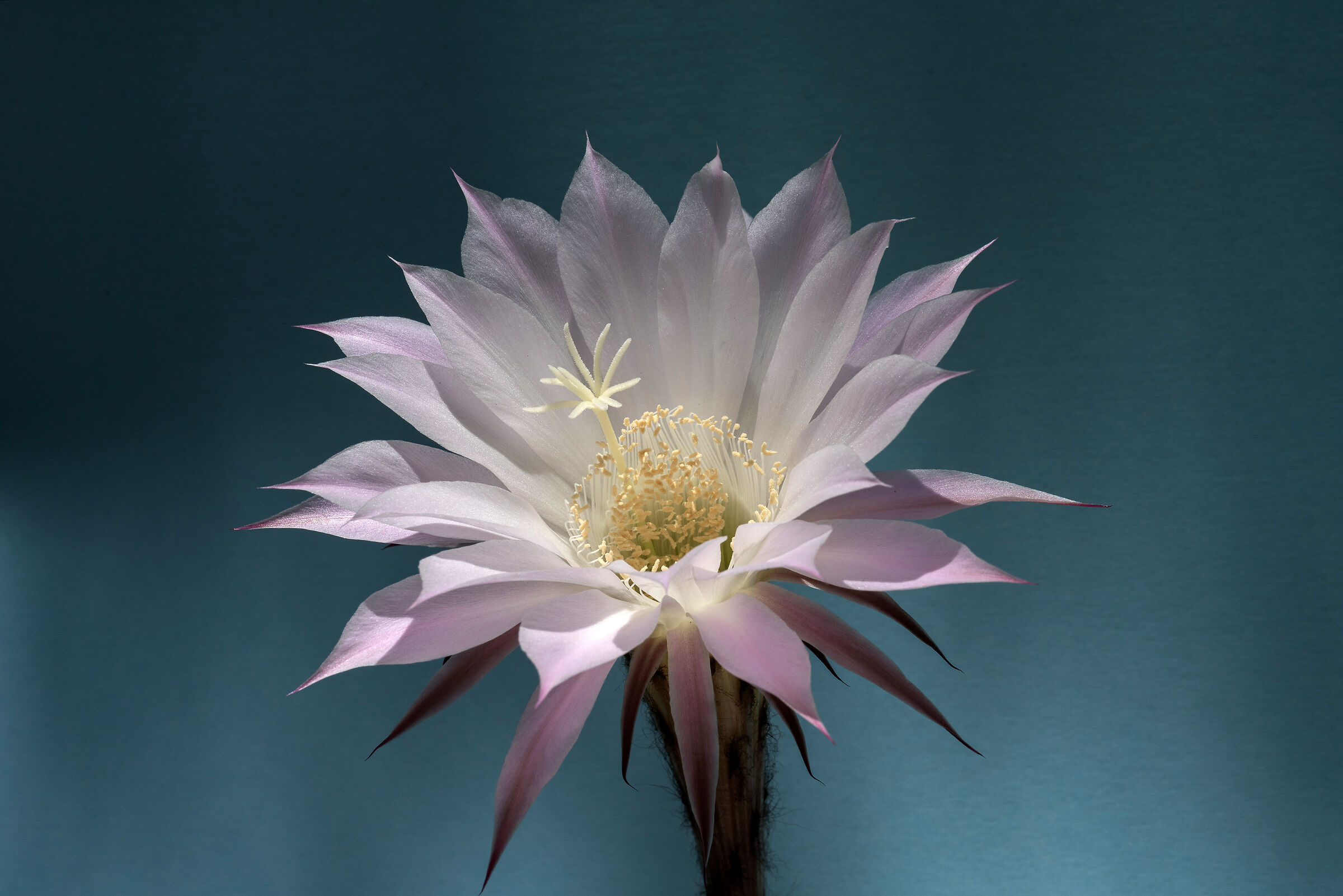 Echinopsis