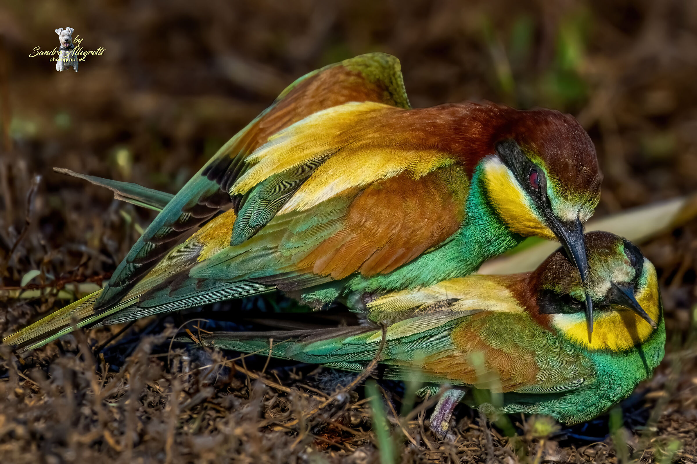 Il gruccione comune (Merops apiaster)