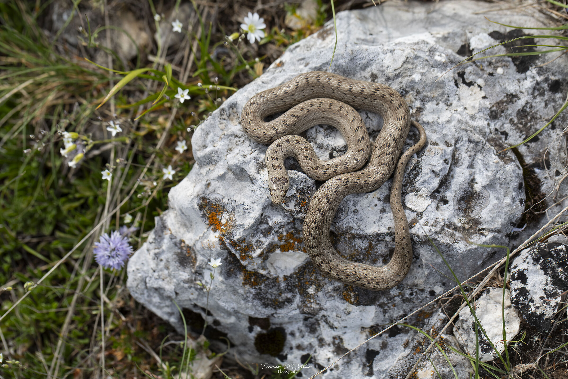Coronella austriaca