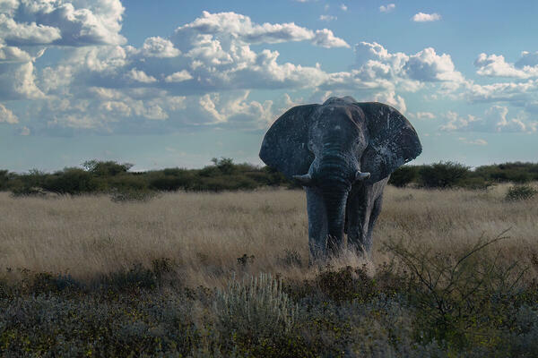 Foto