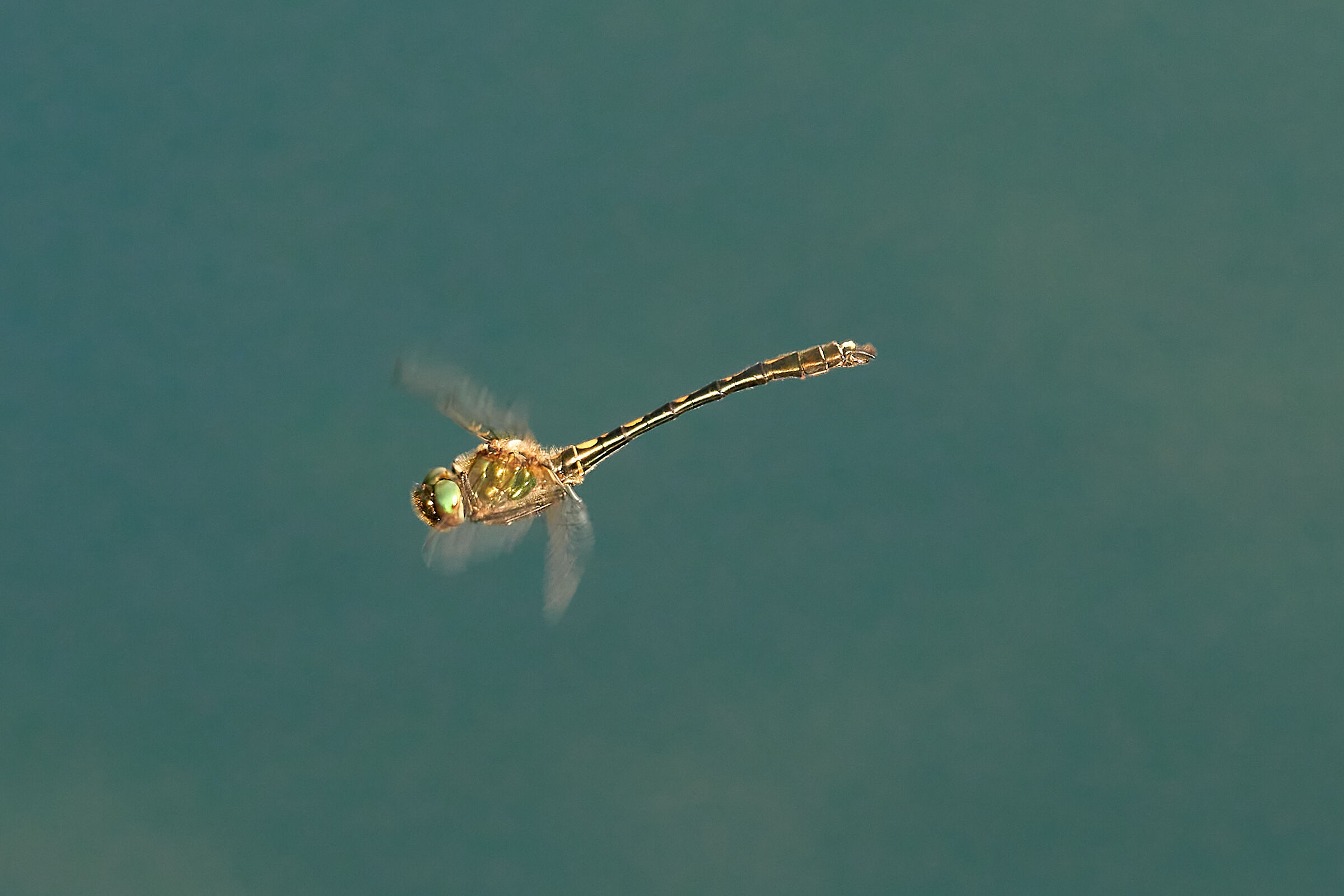 Oxygastra curtisii in volo