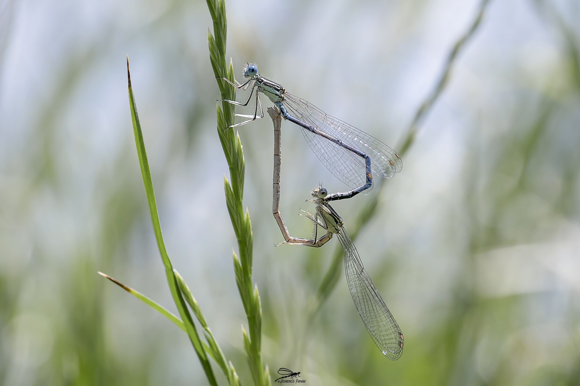 Platycnemis pennipes
