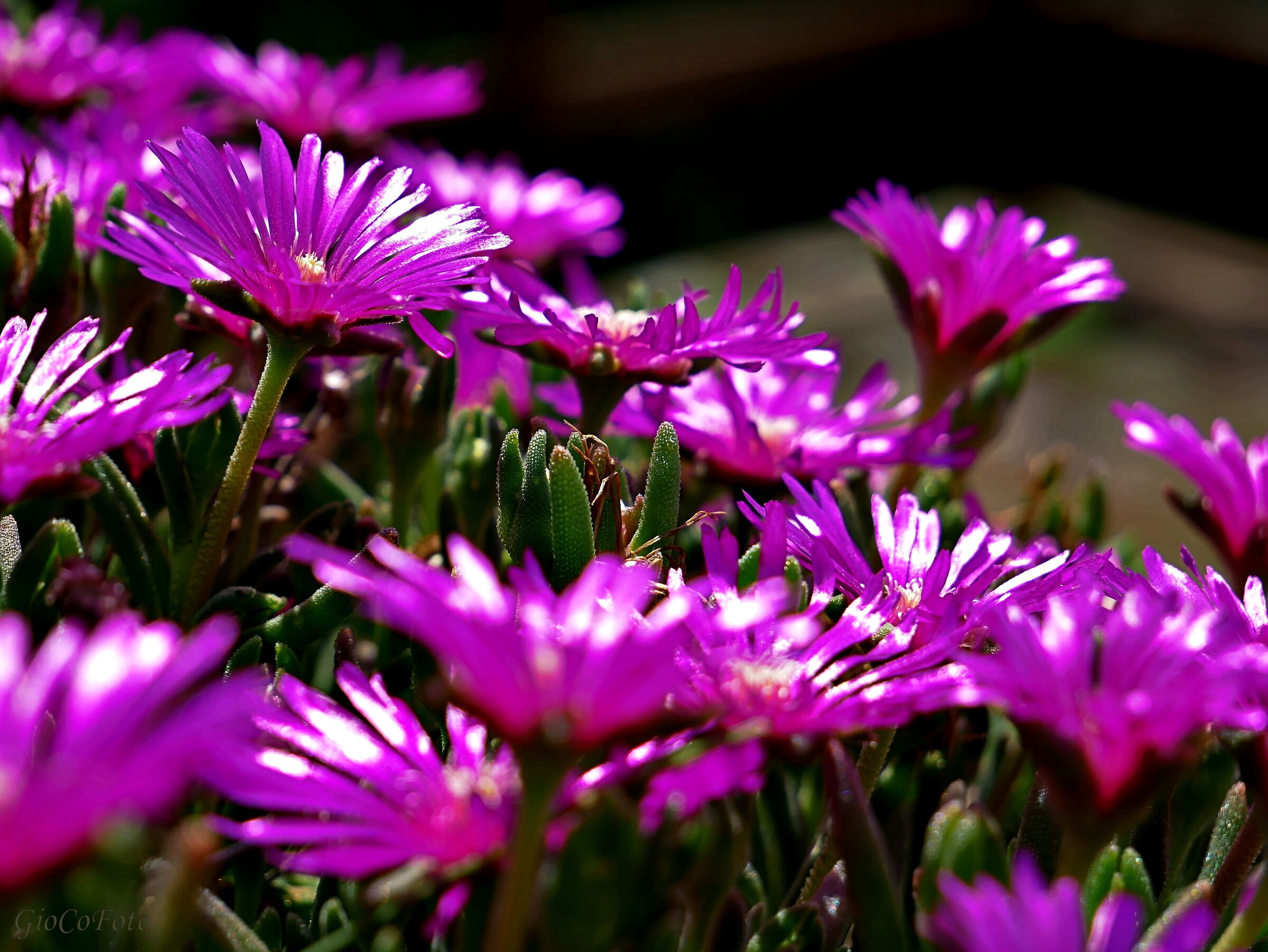 Attraverso il viola