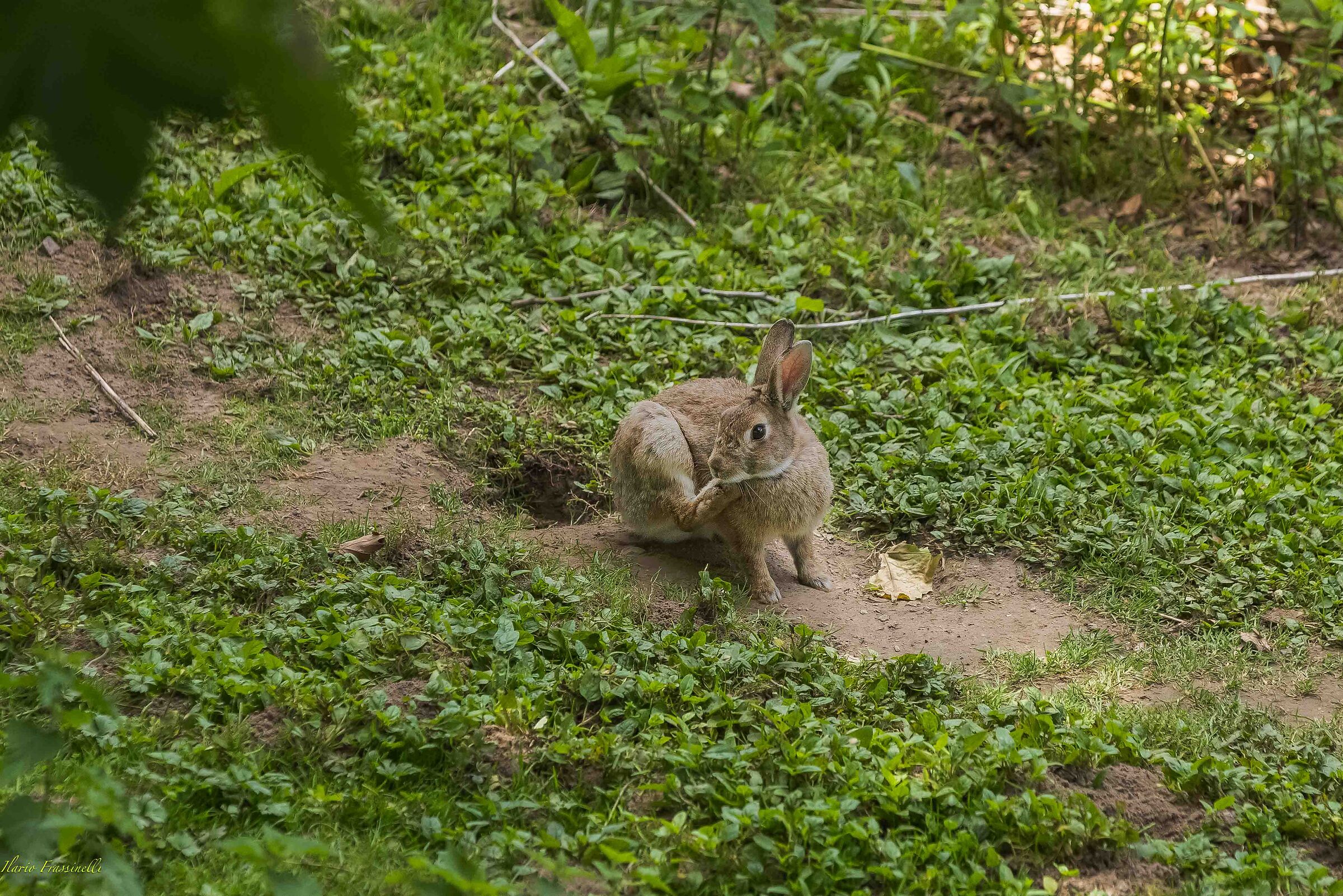 Wild rabbit near the burrow