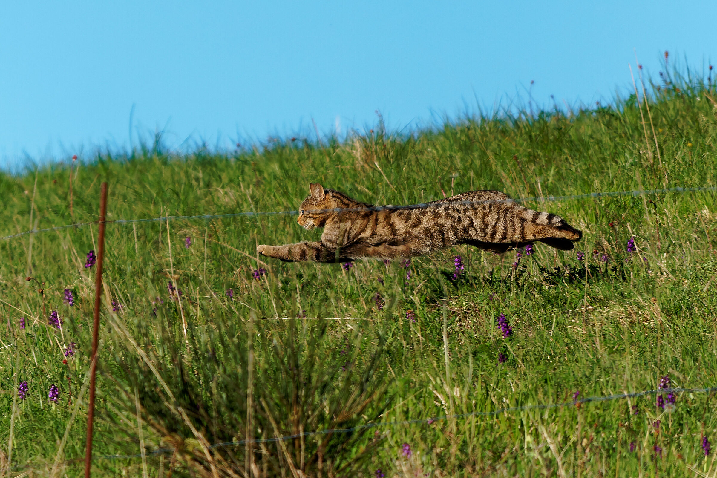 Felis silvestris silvestris...?
