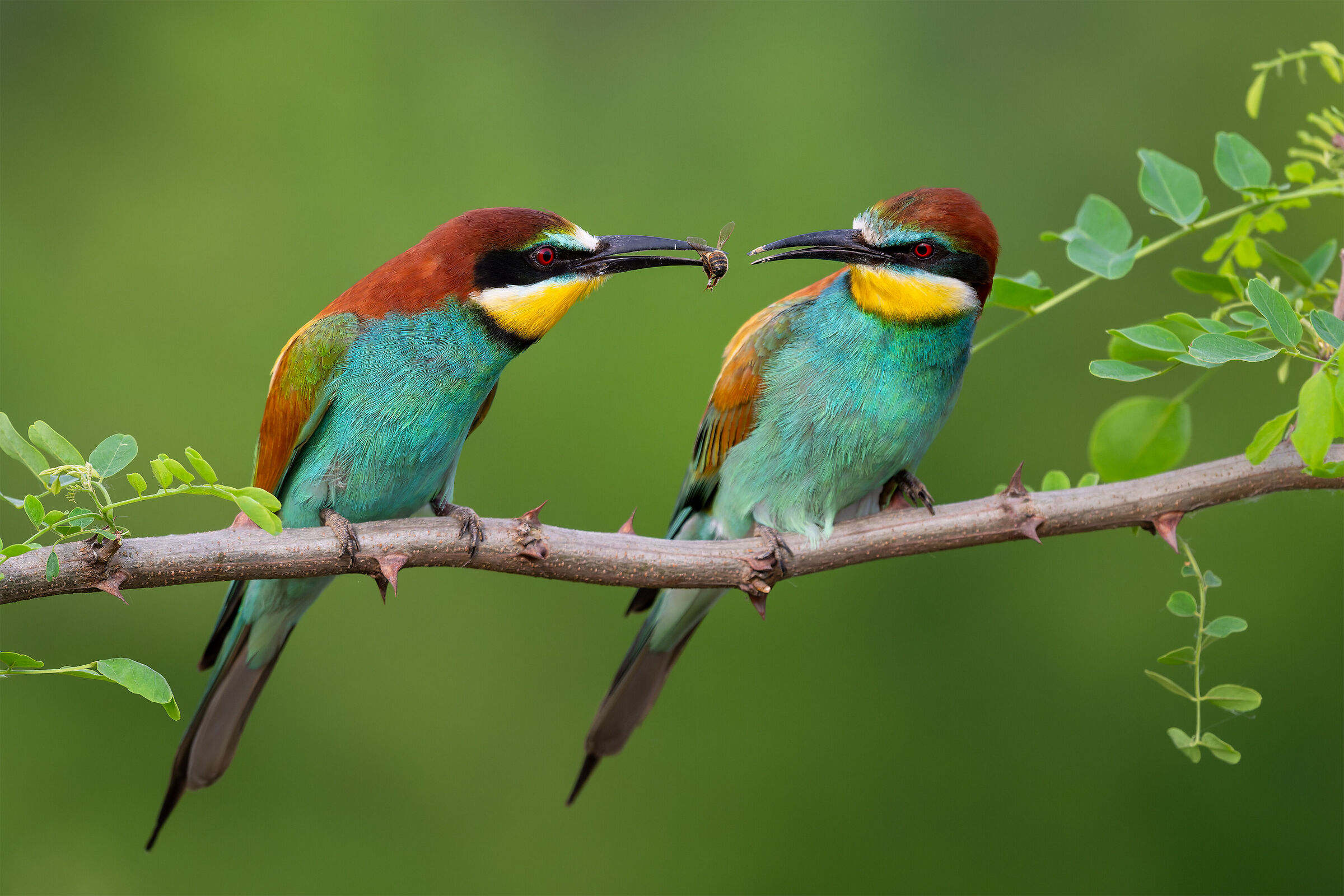 Merops apiaster