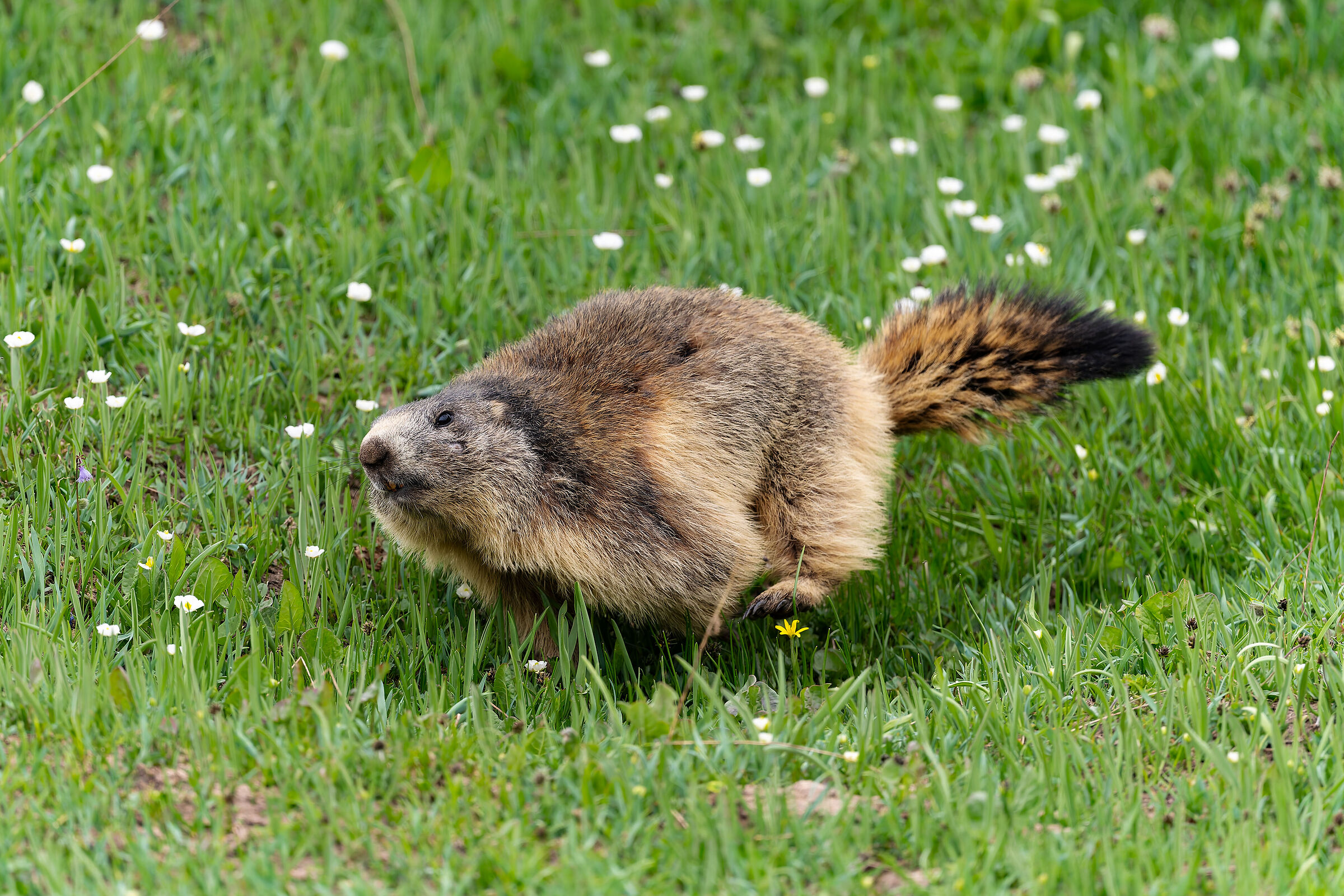 Marmotta - Parco Nazionale del Gran Paradiso -Piemonte