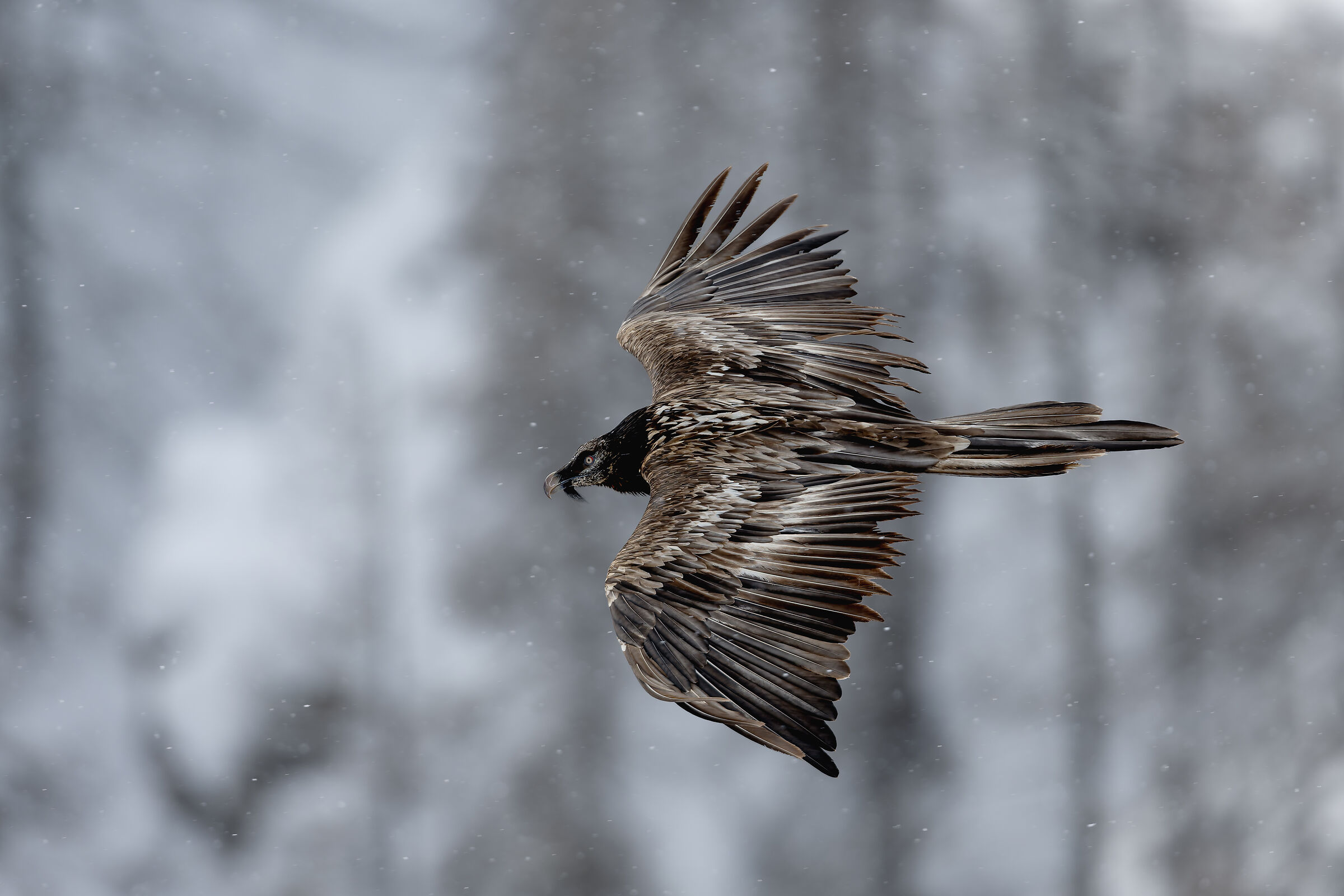 Gypaetus Barbatus - Parco Nazionale Gran Paradiso