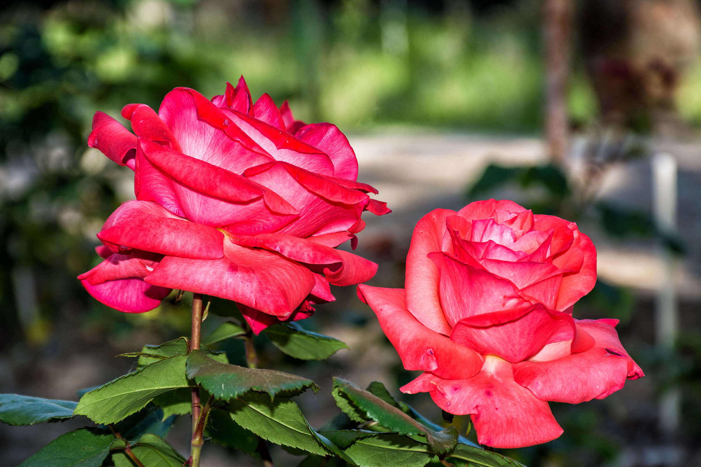 Le due rose
