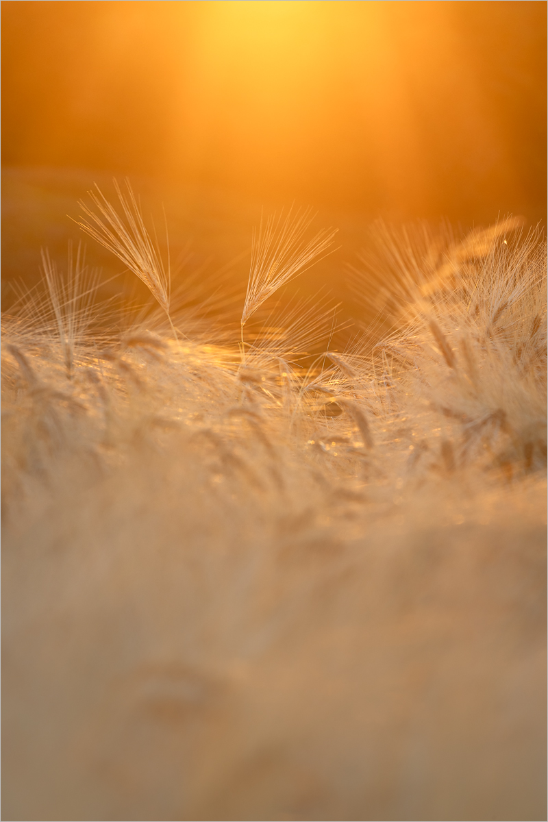 The Last Sun