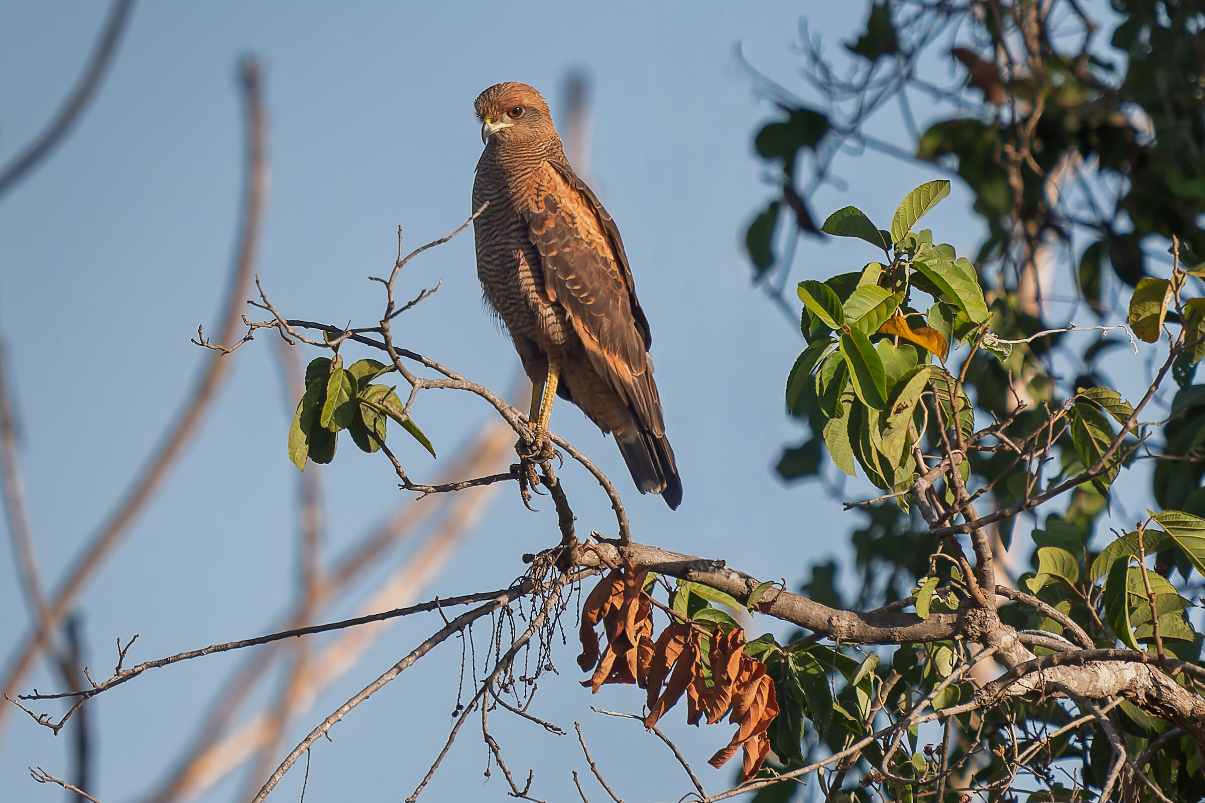 poiana di savana