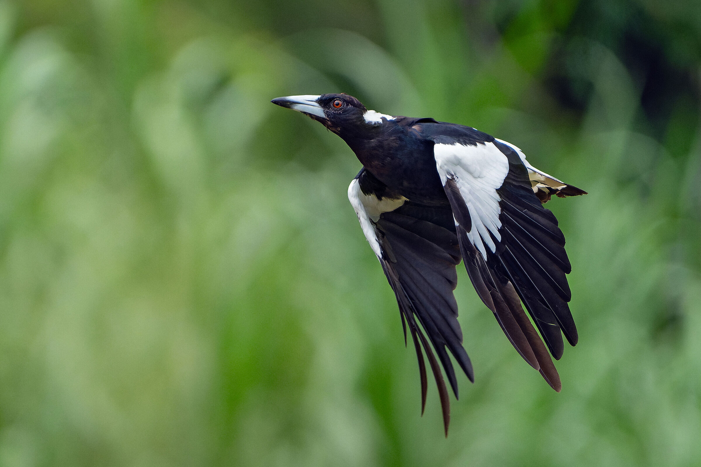 Gazza australiana (Gymnorhina tibicen)