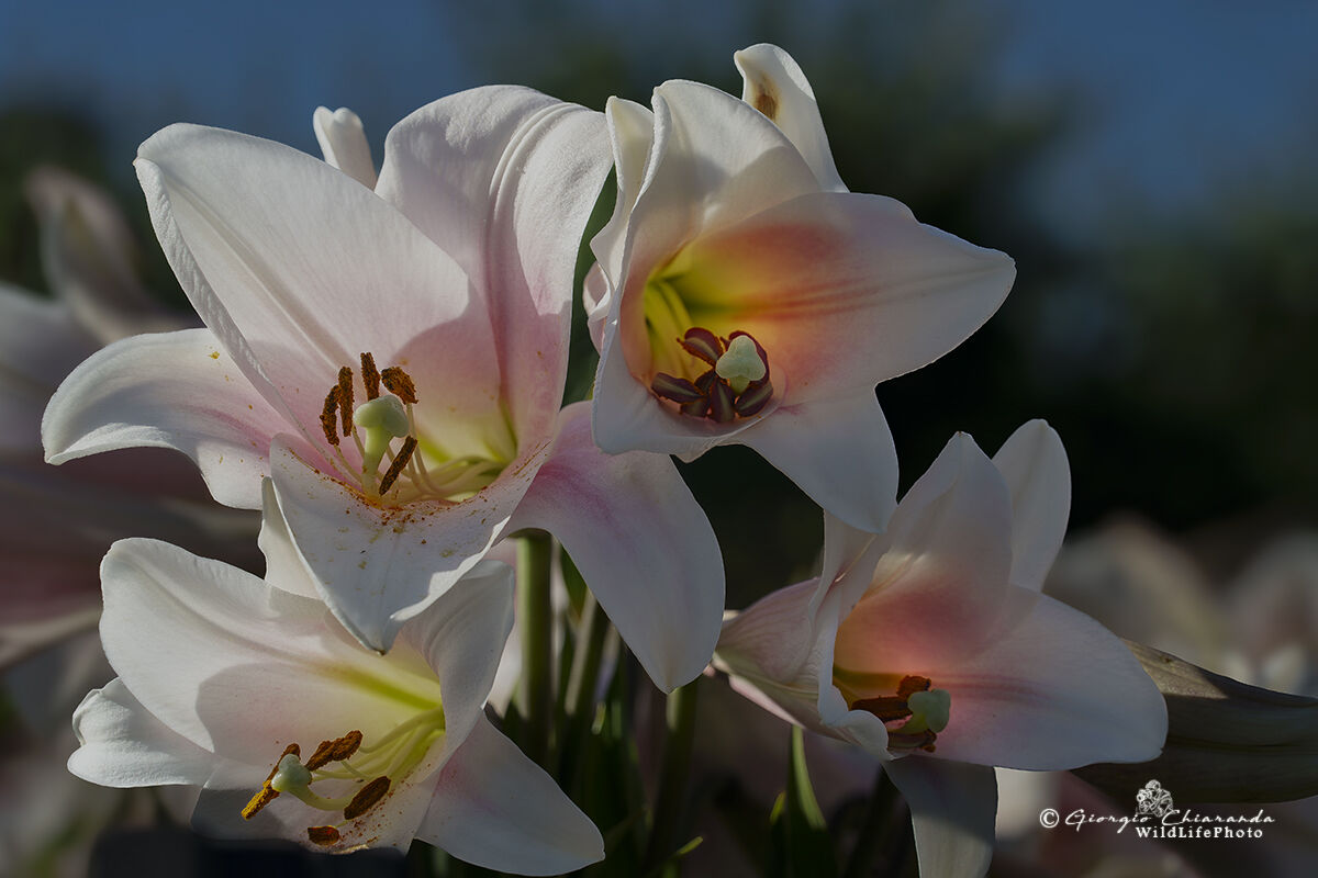 Lilium candidum (Lilium longiflorum)