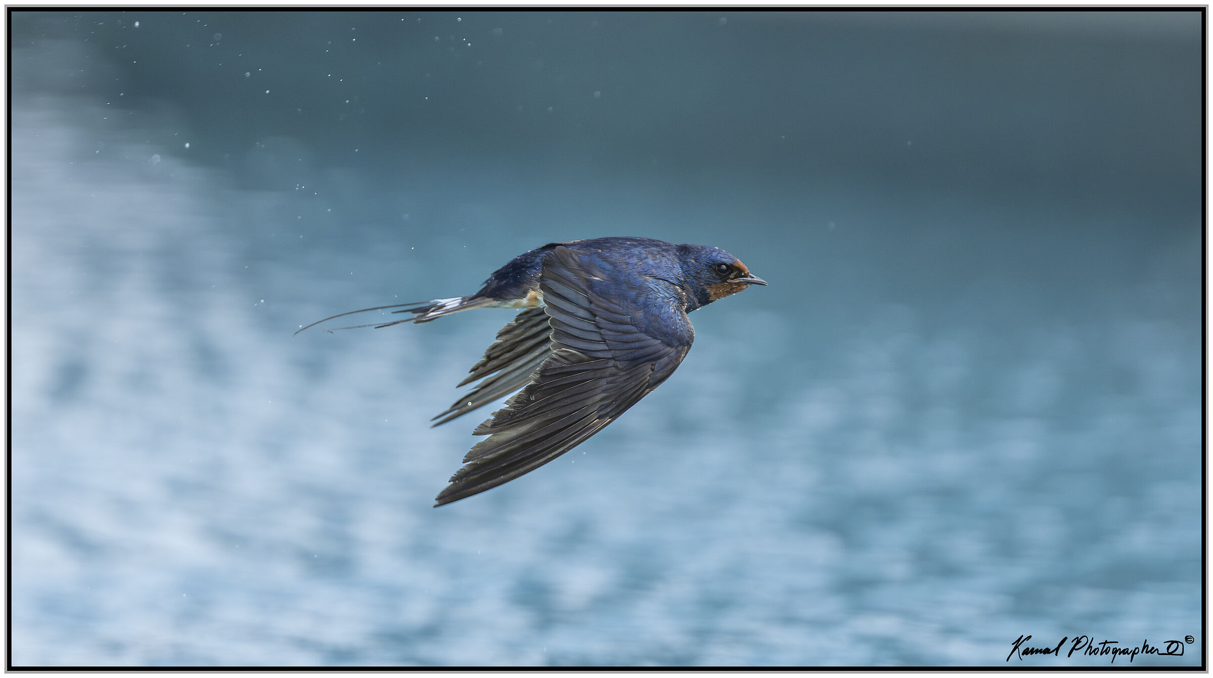 Rondine comune (Hirundo rustica)