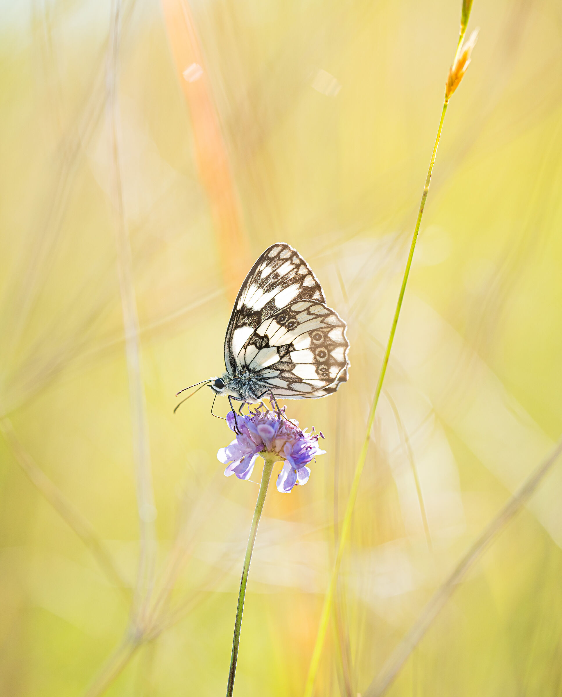 Melanargia galathea