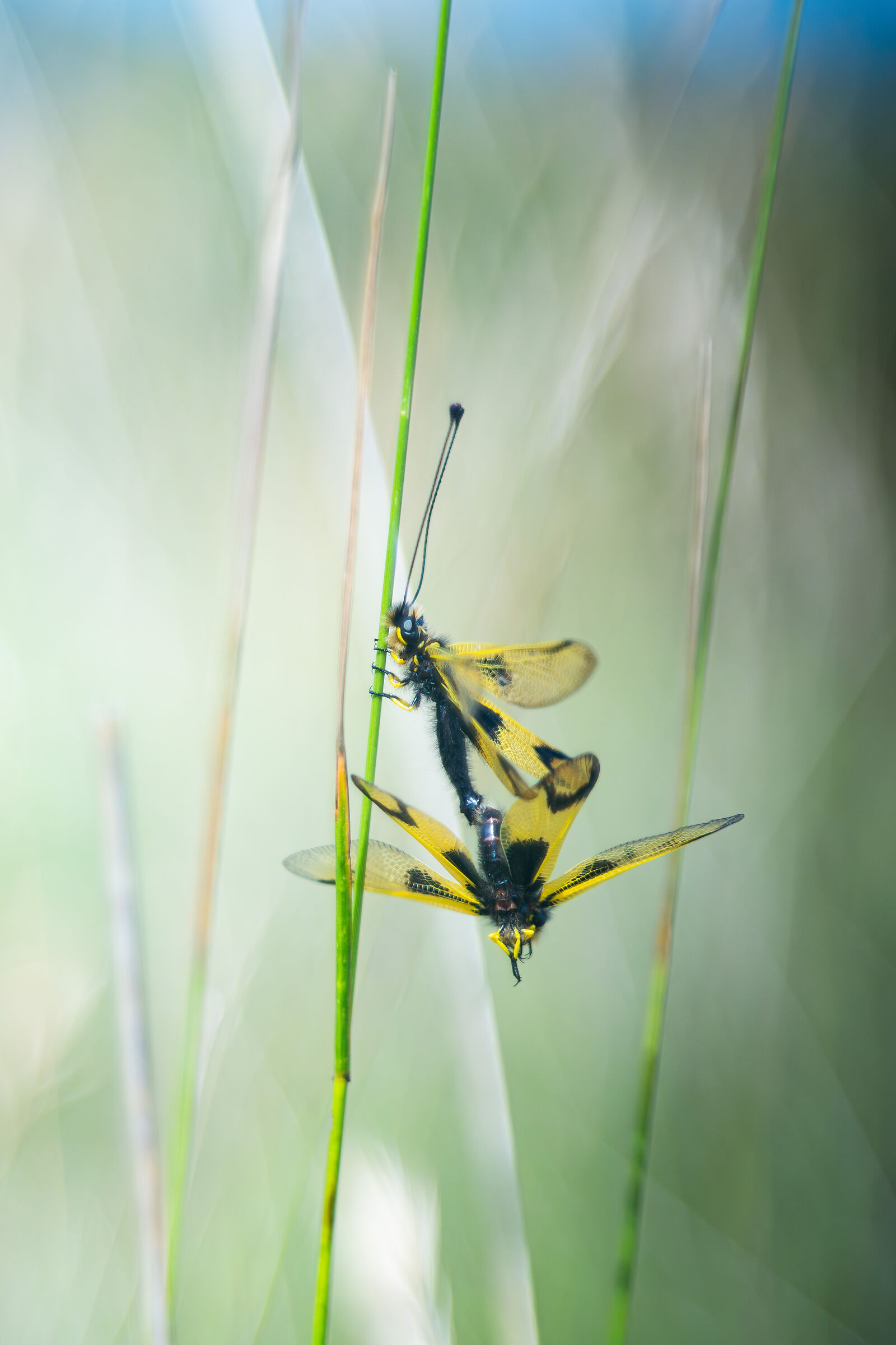 Libelloides longicornis