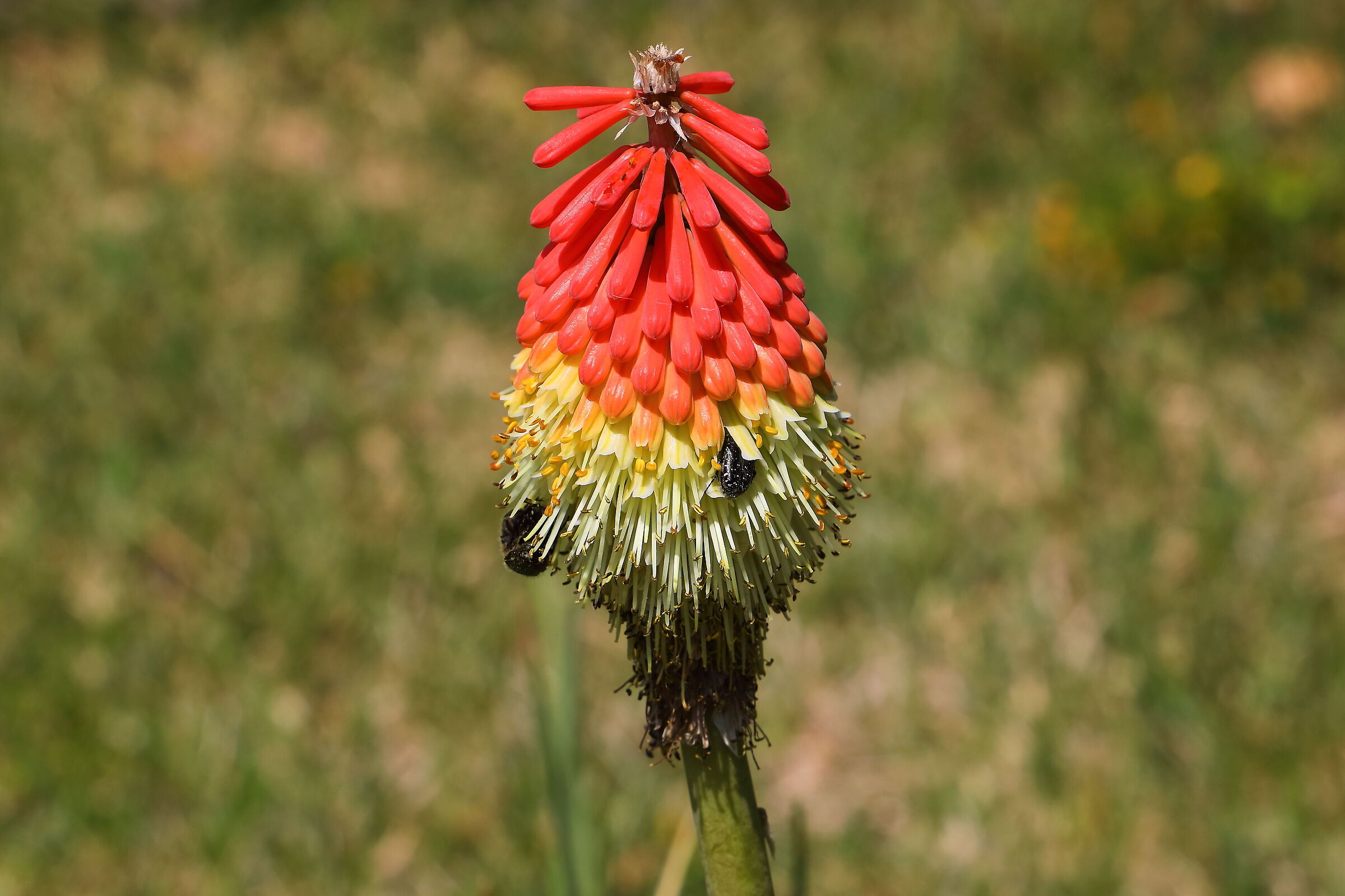 Kniphofia 20 aprile 2026