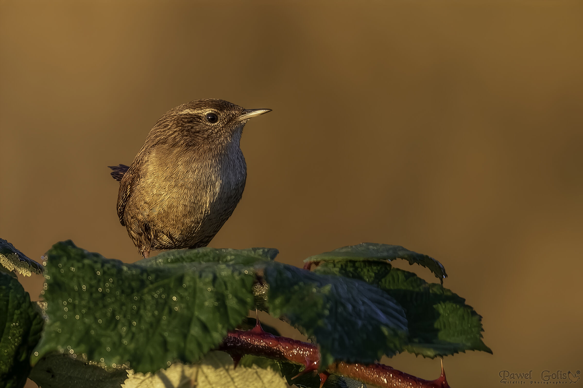 Scricciolo eurasiatico (Troglodytes troglodytes)