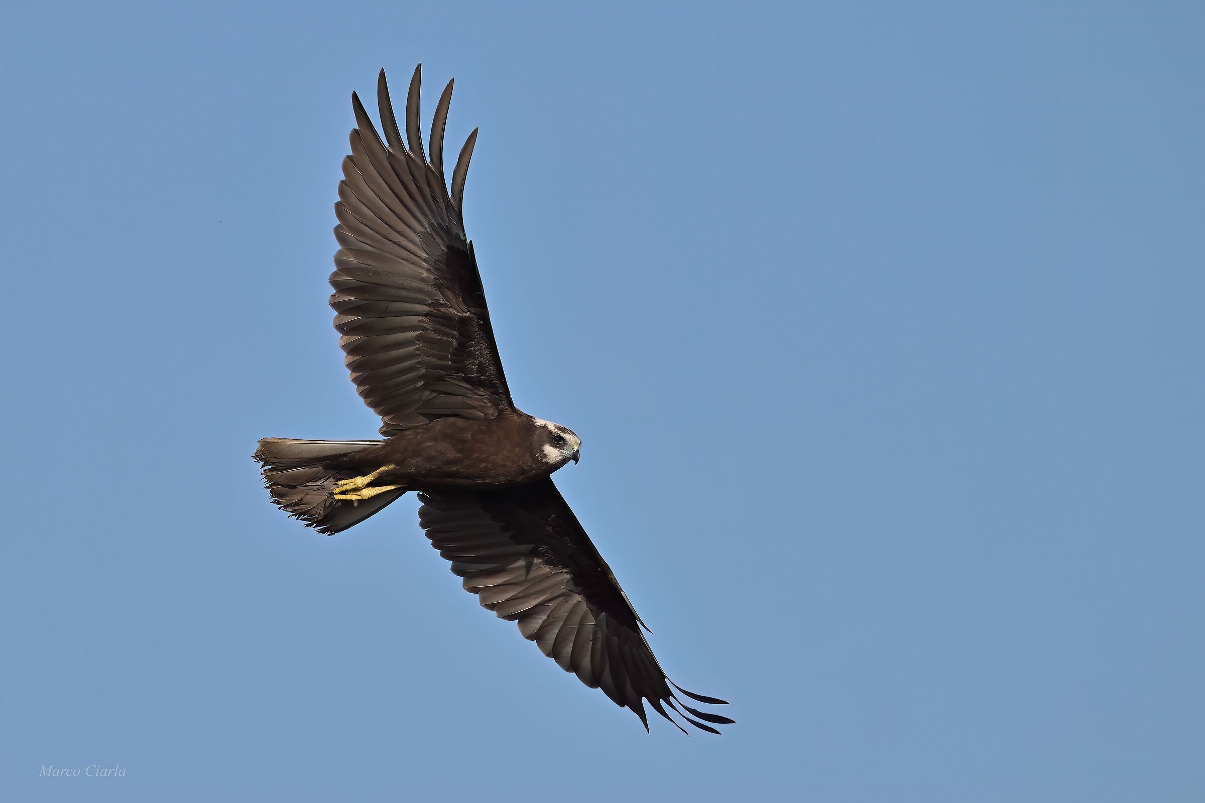 Marsh Harrier (Circus aeruginosus)