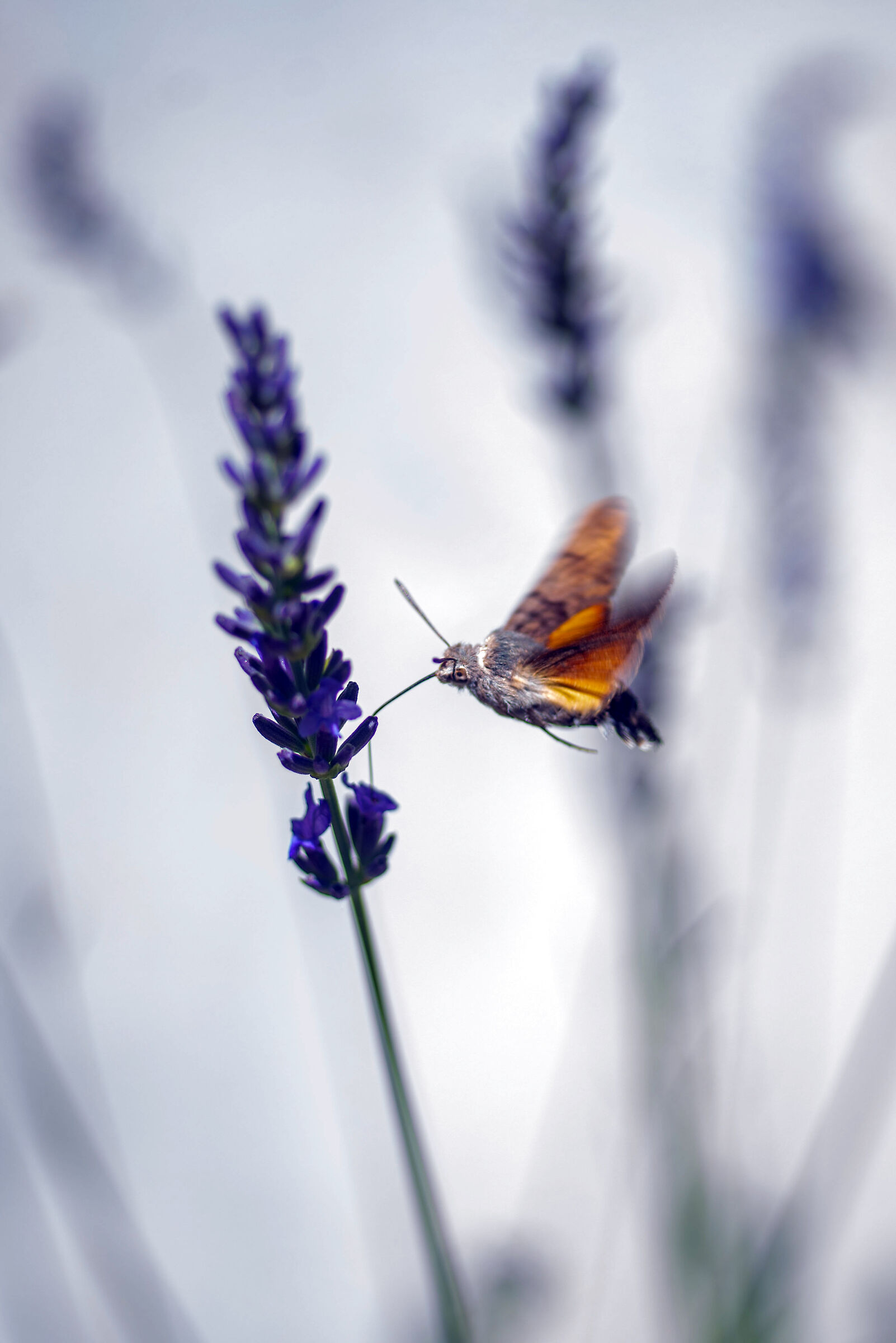 The Galium Sphinx is a moth