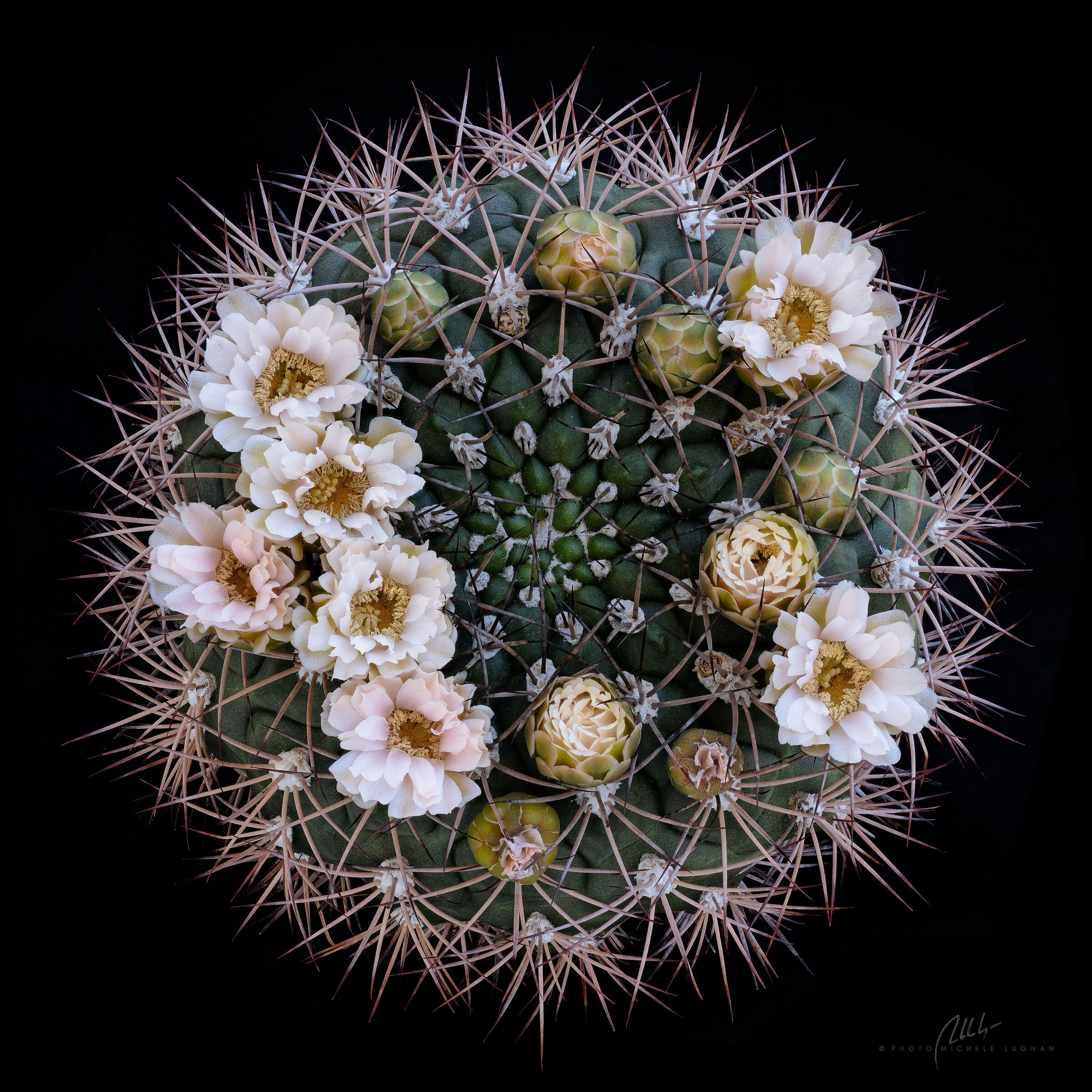 Gymnocalycium saglionis (F.Cels) Britton & Rose 1922