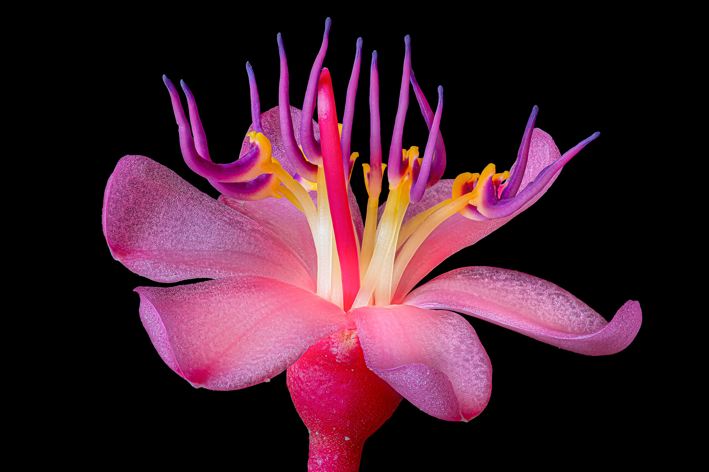 Medinilla magnifica - dettaglio dell'infiorescenza