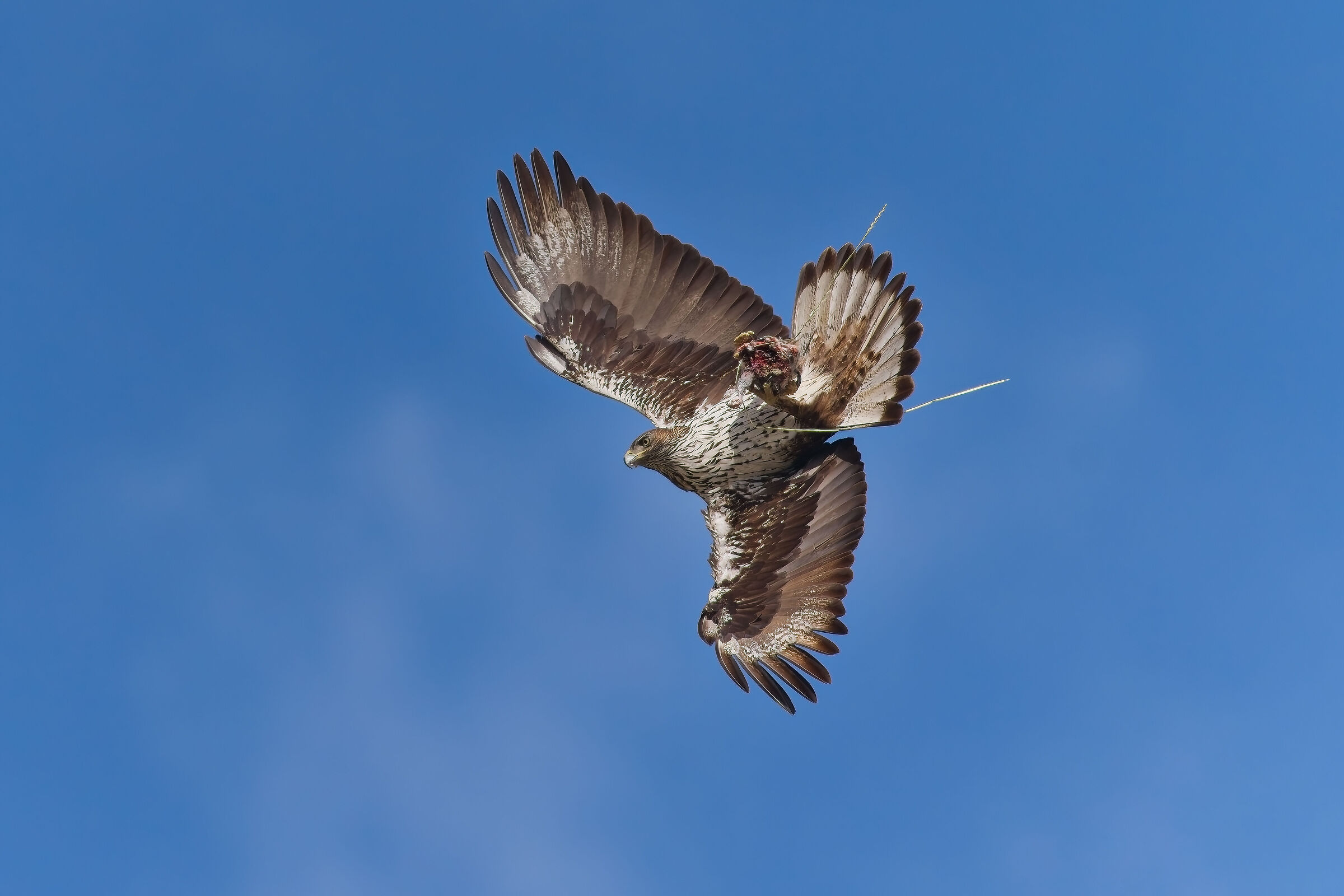 Bonelli's eagle with prey